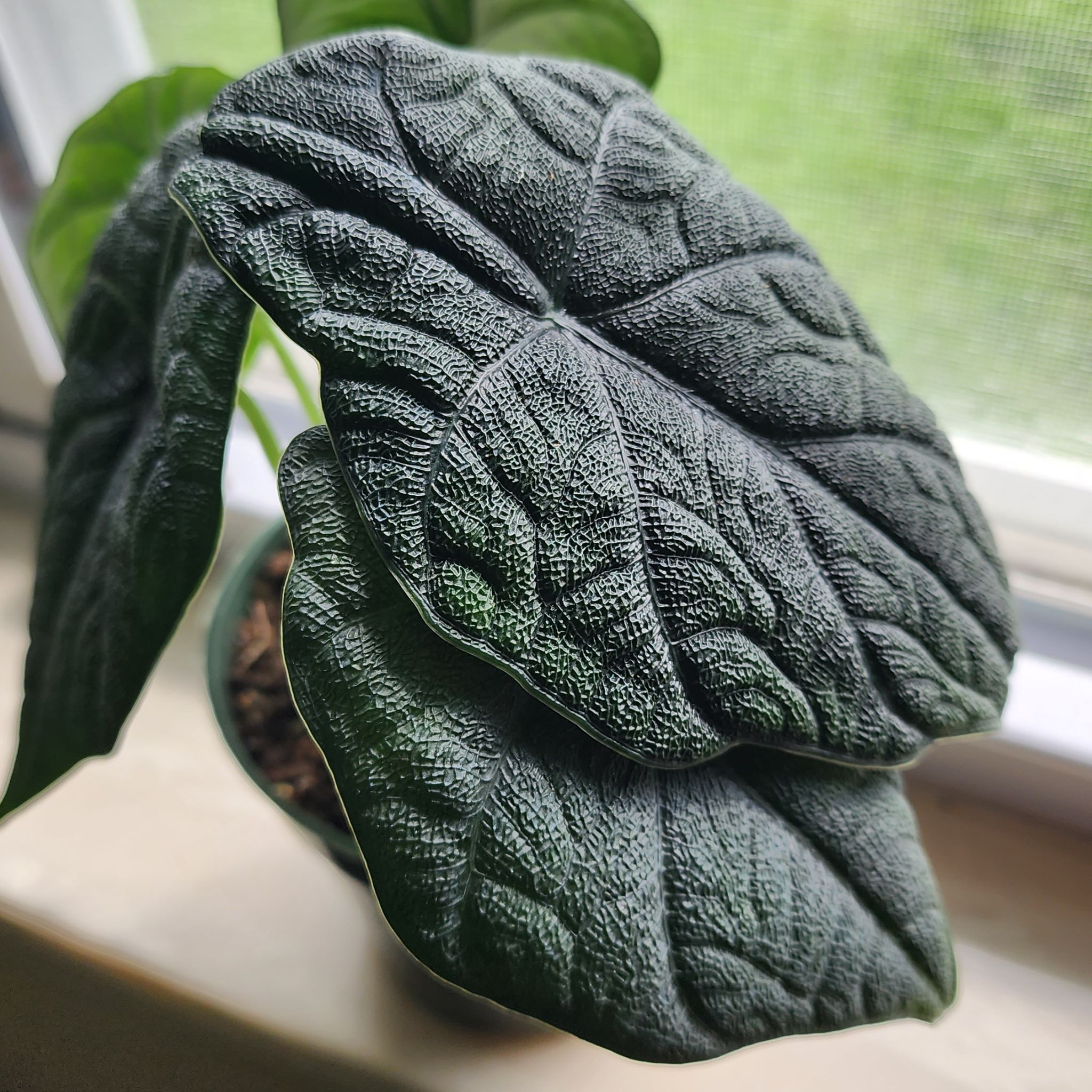 Close-up of an Alocasia 'Rugosa' plant with textured leaves, appearing healthy.
