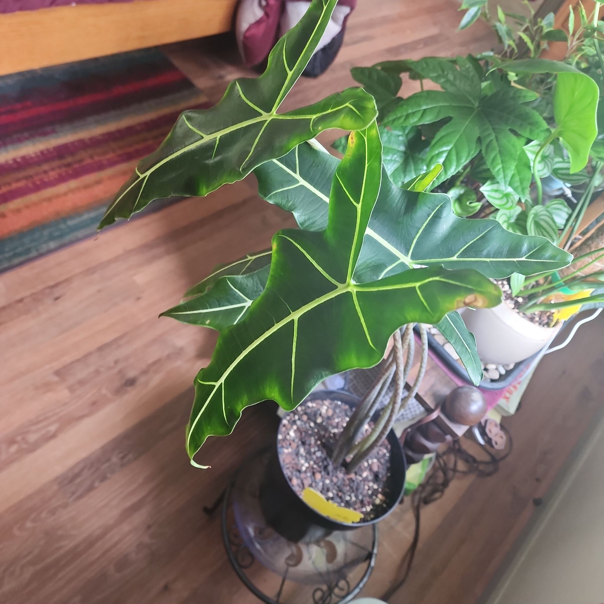 Alocasia 'Sarian' plant with large green leaves and visible soil in a pot.