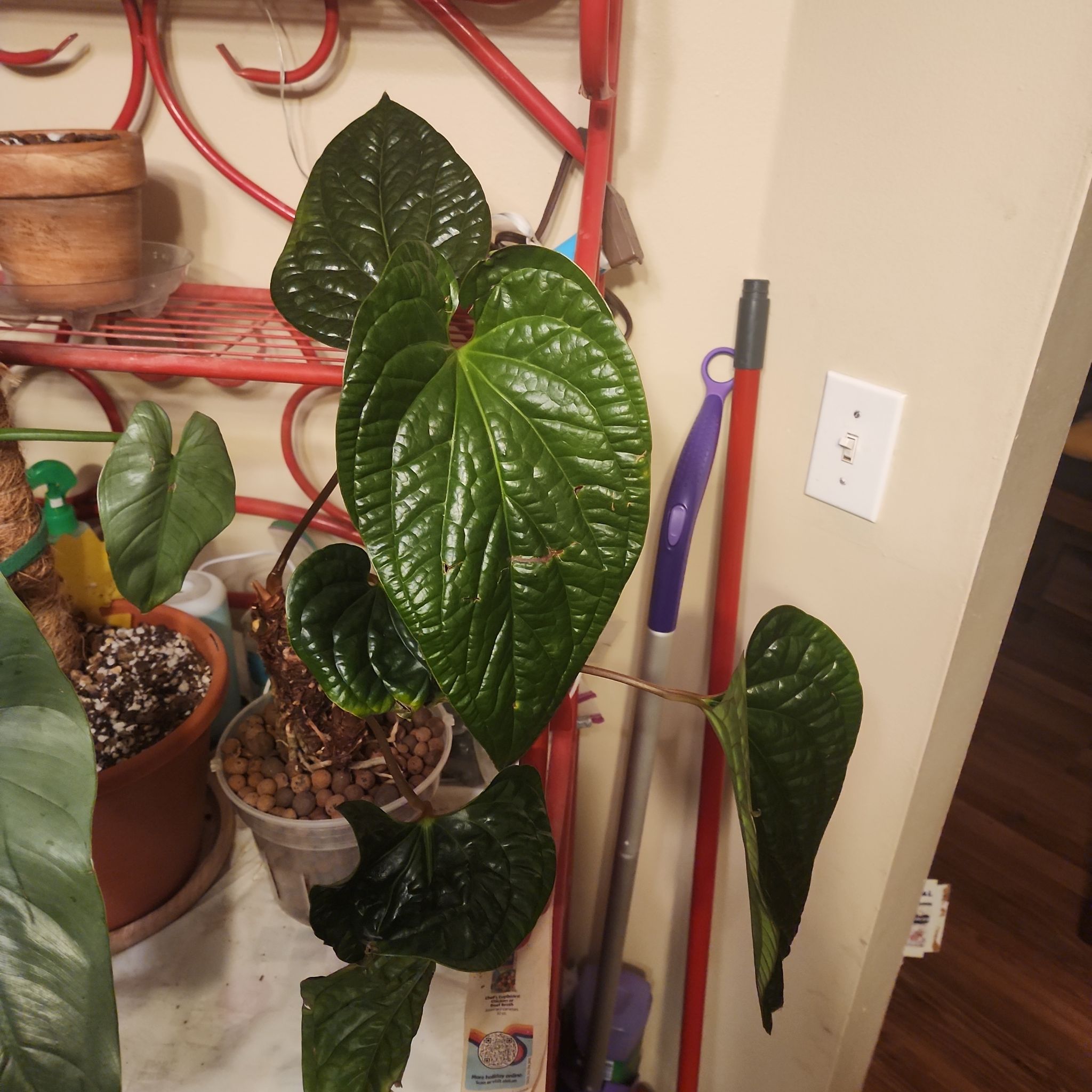 Anthurium Radicans x Luxurians plant with large, glossy leaves in an indoor setting.