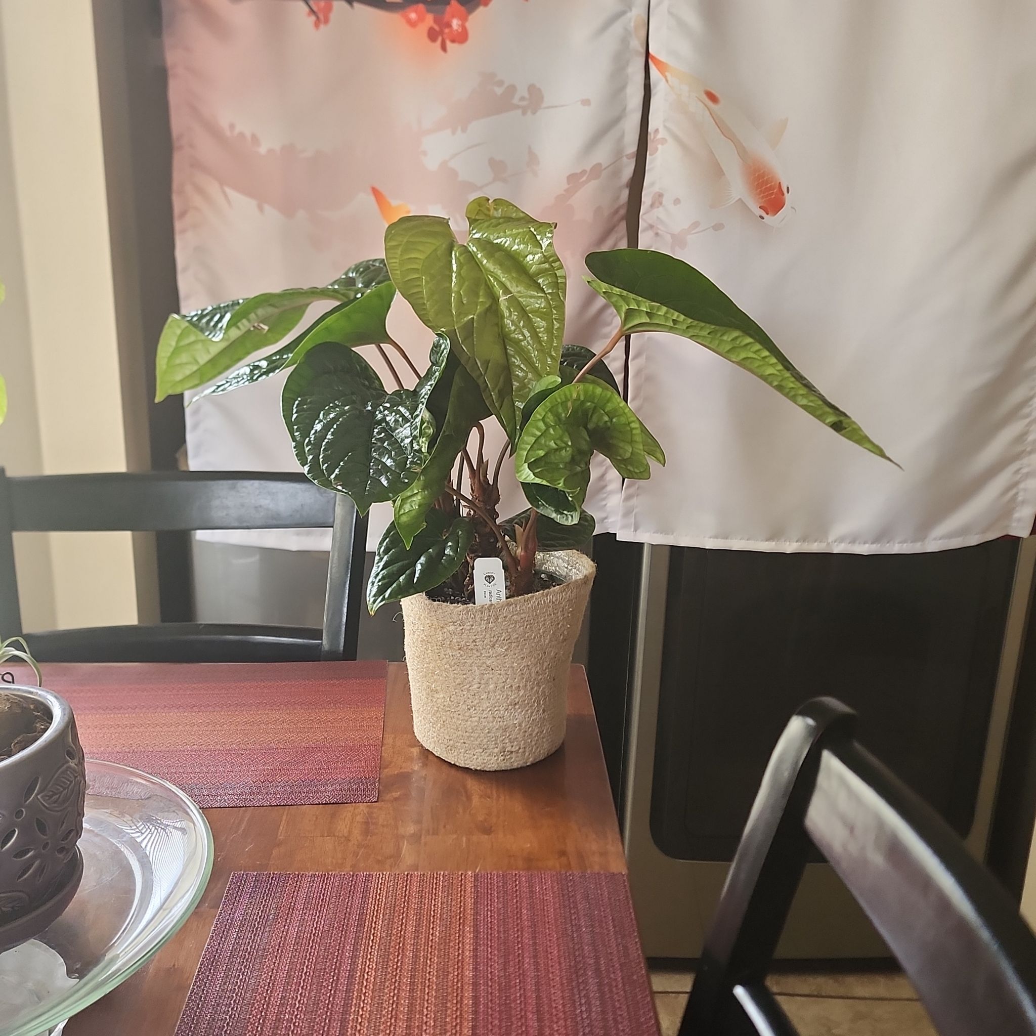 Potted Anthurium Radicans x Luxurians plant on a table with glossy green leaves.