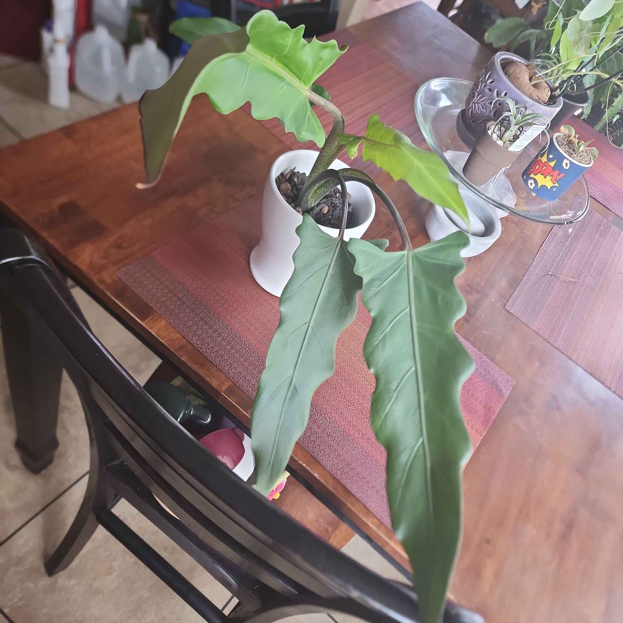 Purple Sword plant with long, wavy leaves in a white pot on a wooden table.