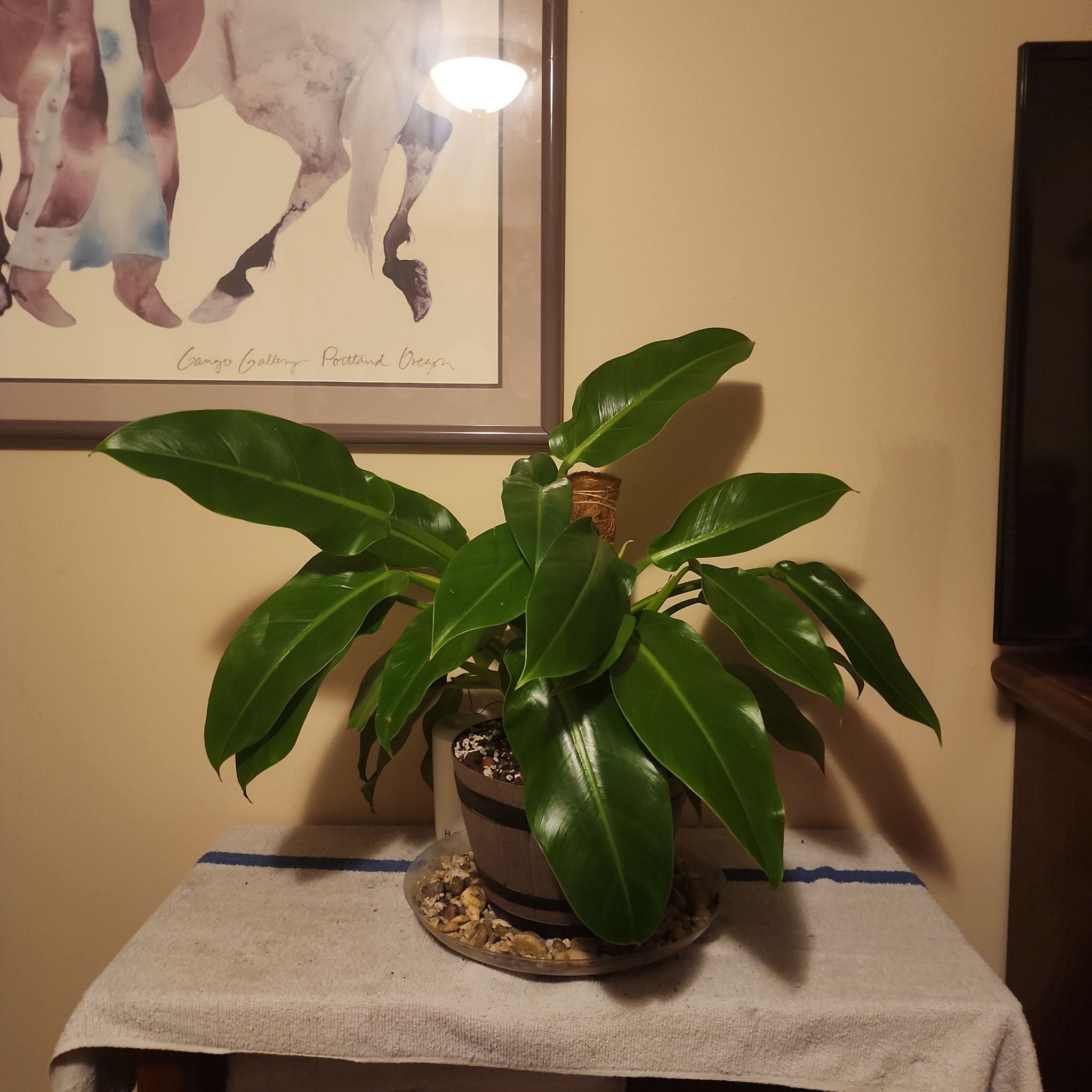 Philodendron 'Imperial Green' plant on a table with vibrant green leaves.