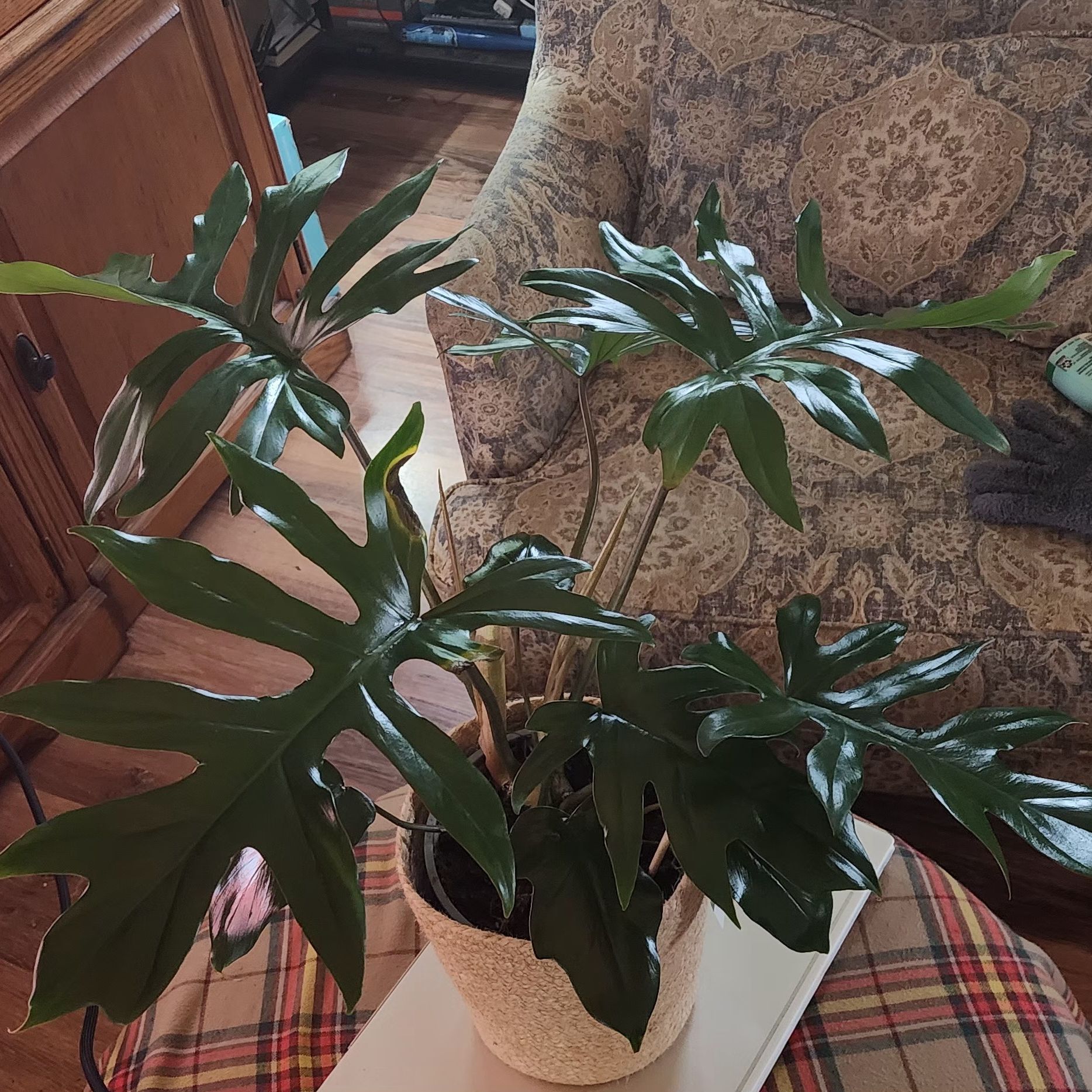 Healthy Philodendron mayoi plant with large, deeply lobed leaves indoors on a plaid cloth.