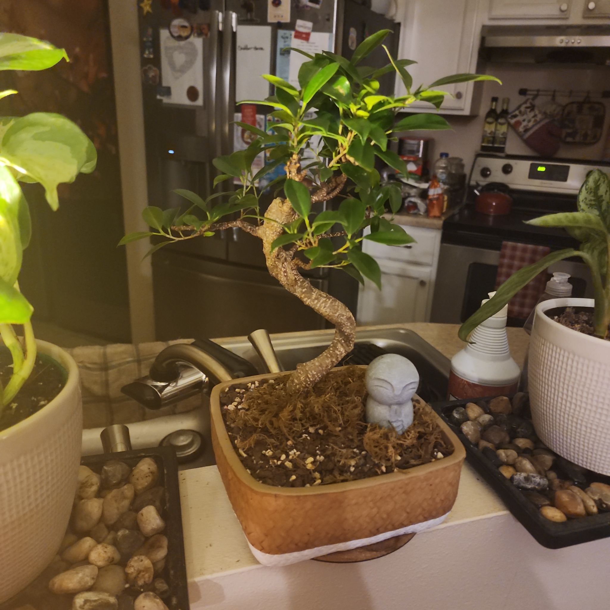 Ficus Bonsai plant in a small pot on a kitchen counter, with visible soil and healthy green leaves.