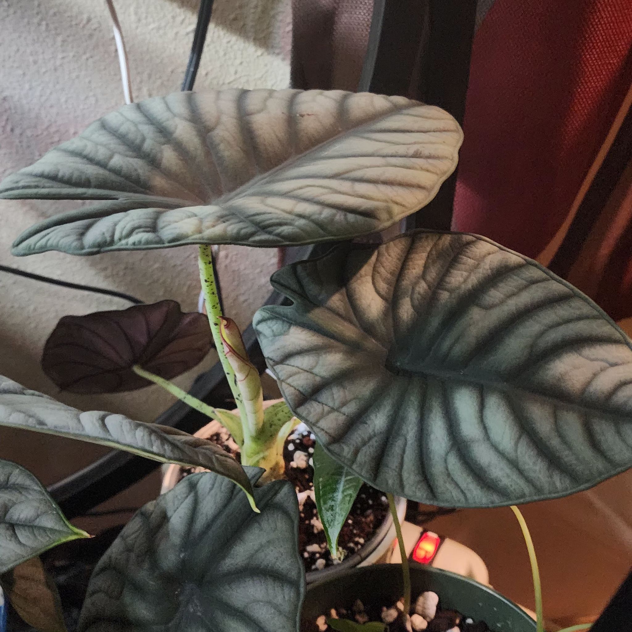 Alocasia nebula 'Imperialis' with large, dark green leaves and prominent veins.