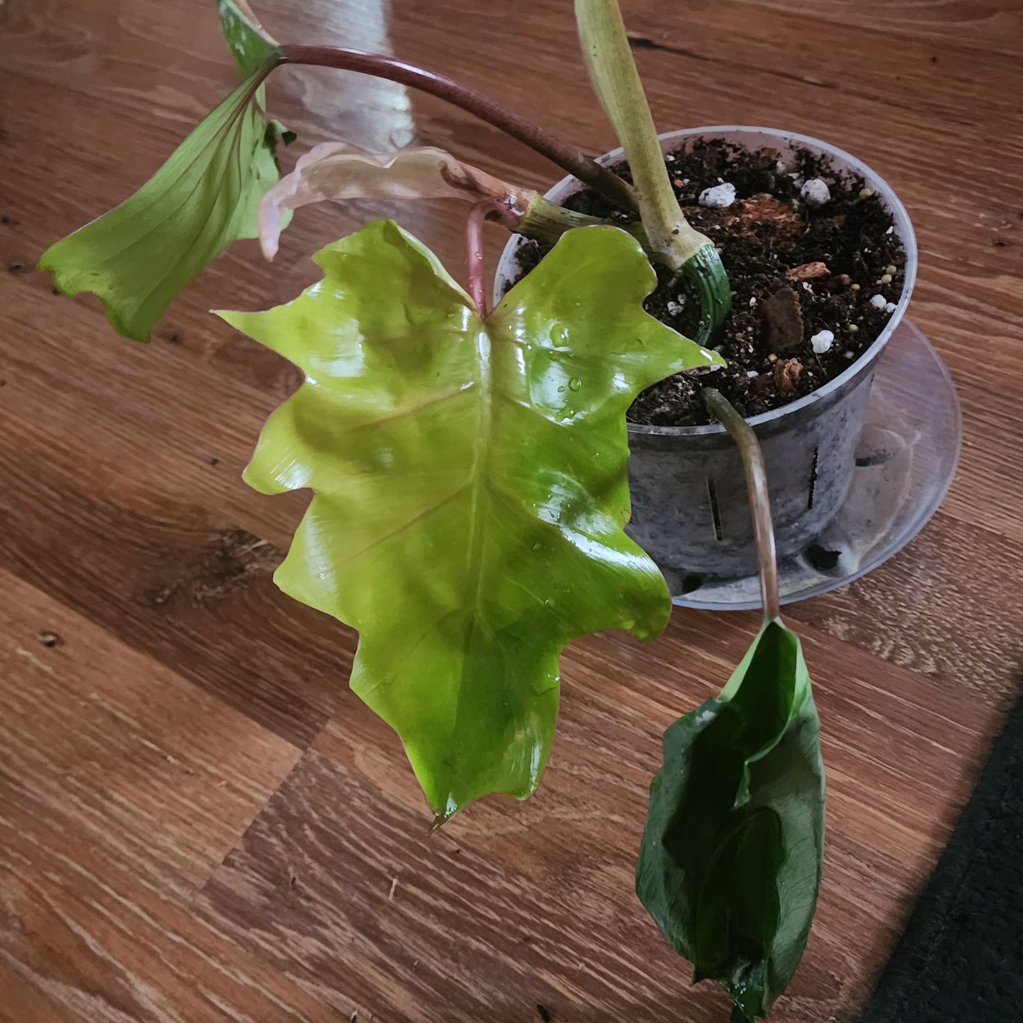 Philodendron mayoi plant with some yellowing and browning leaves in a pot.