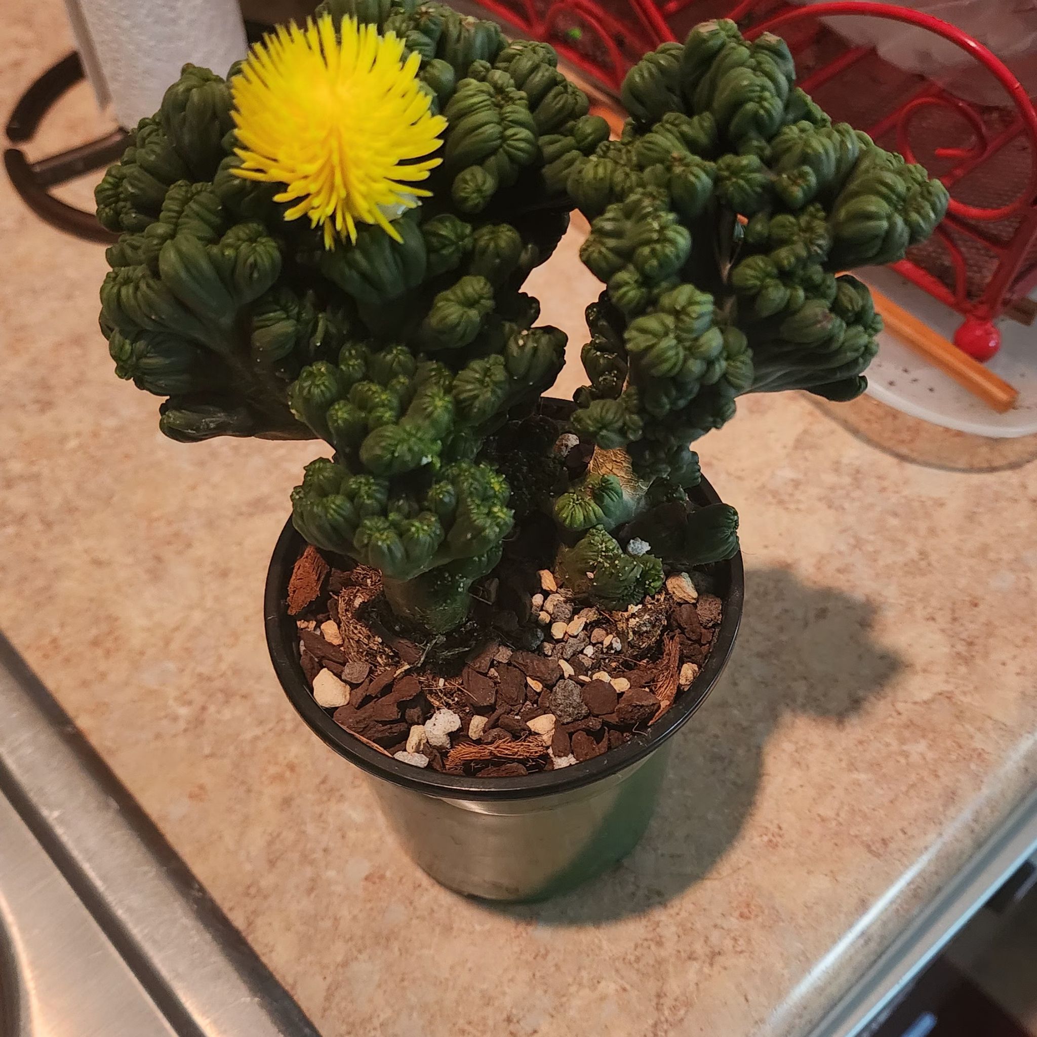 Ming Thing Cactus in a pot with a bright yellow flower on a countertop.