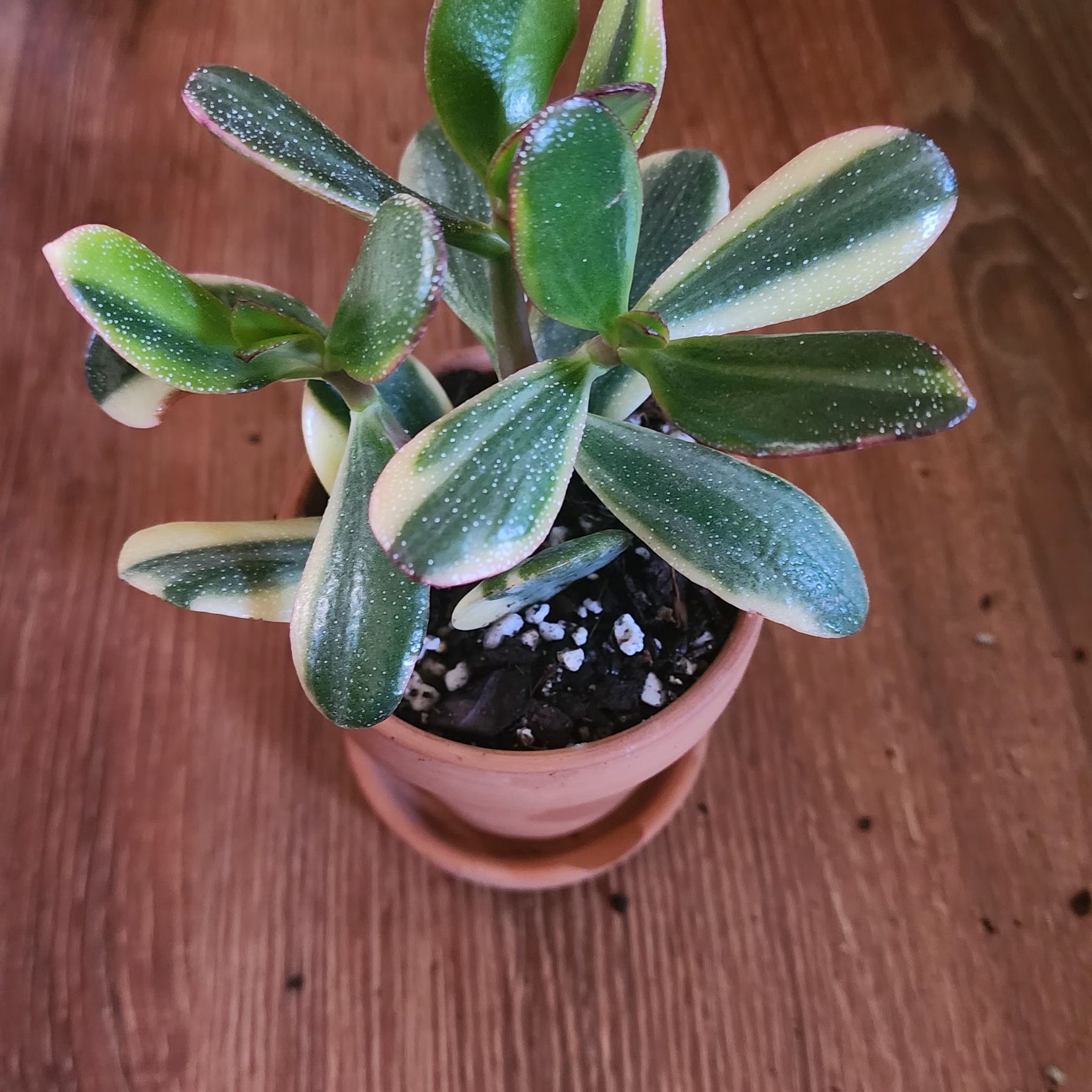 Variegated Jade plant in a terracotta pot with visible soil, well-framed and in focus.