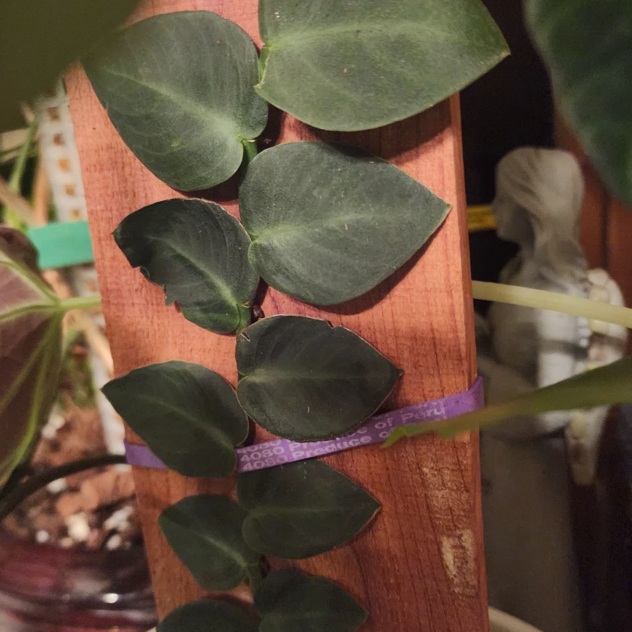 Rhaphidophora hayi plant with dark green leaves climbing a wooden support.
