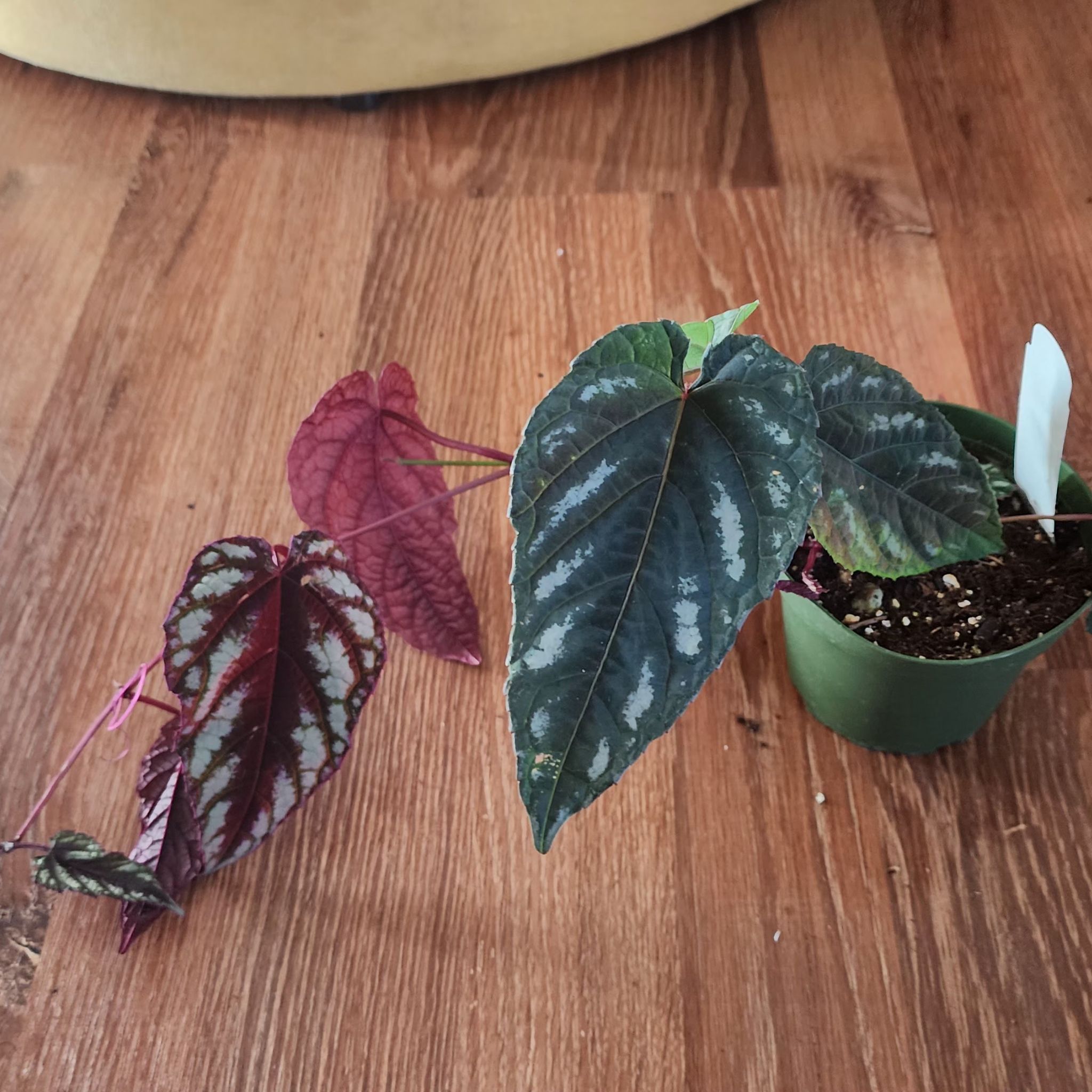 Rex Begonia Vine in a small pot with vibrant, patterned leaves on a wooden surface.