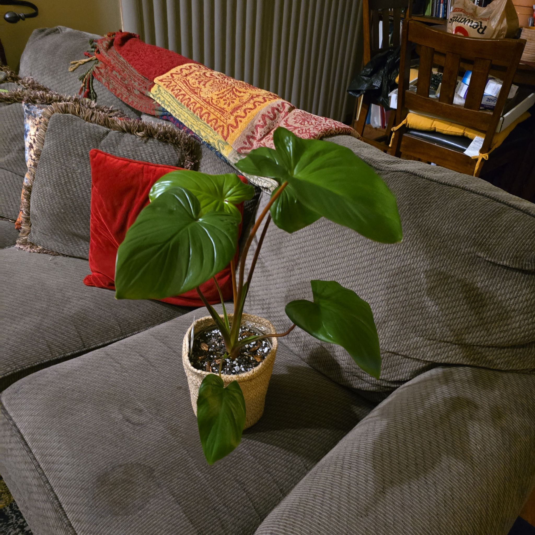 Homalomena Maggy plant with large green leaves on a couch, soil visible.