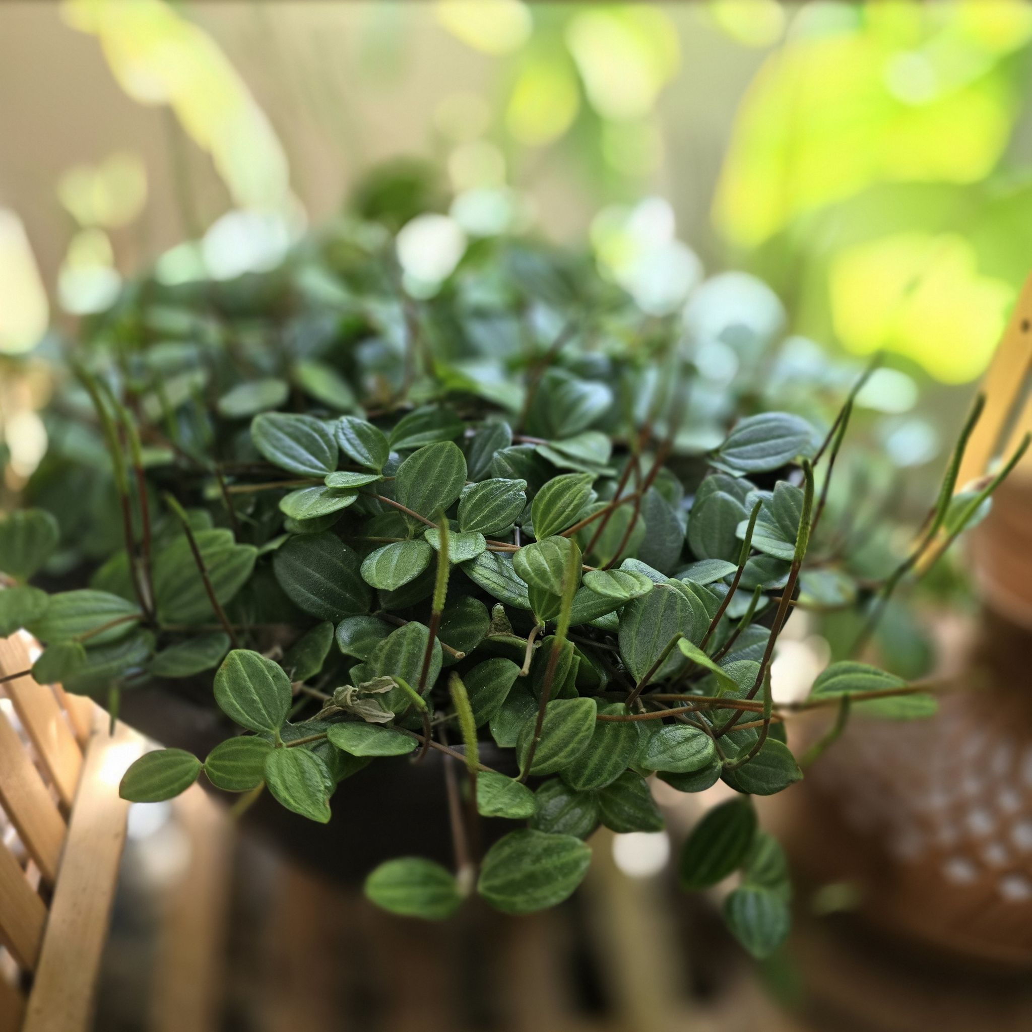 Healthy Beetle Peperomia plant with vibrant green leaves.