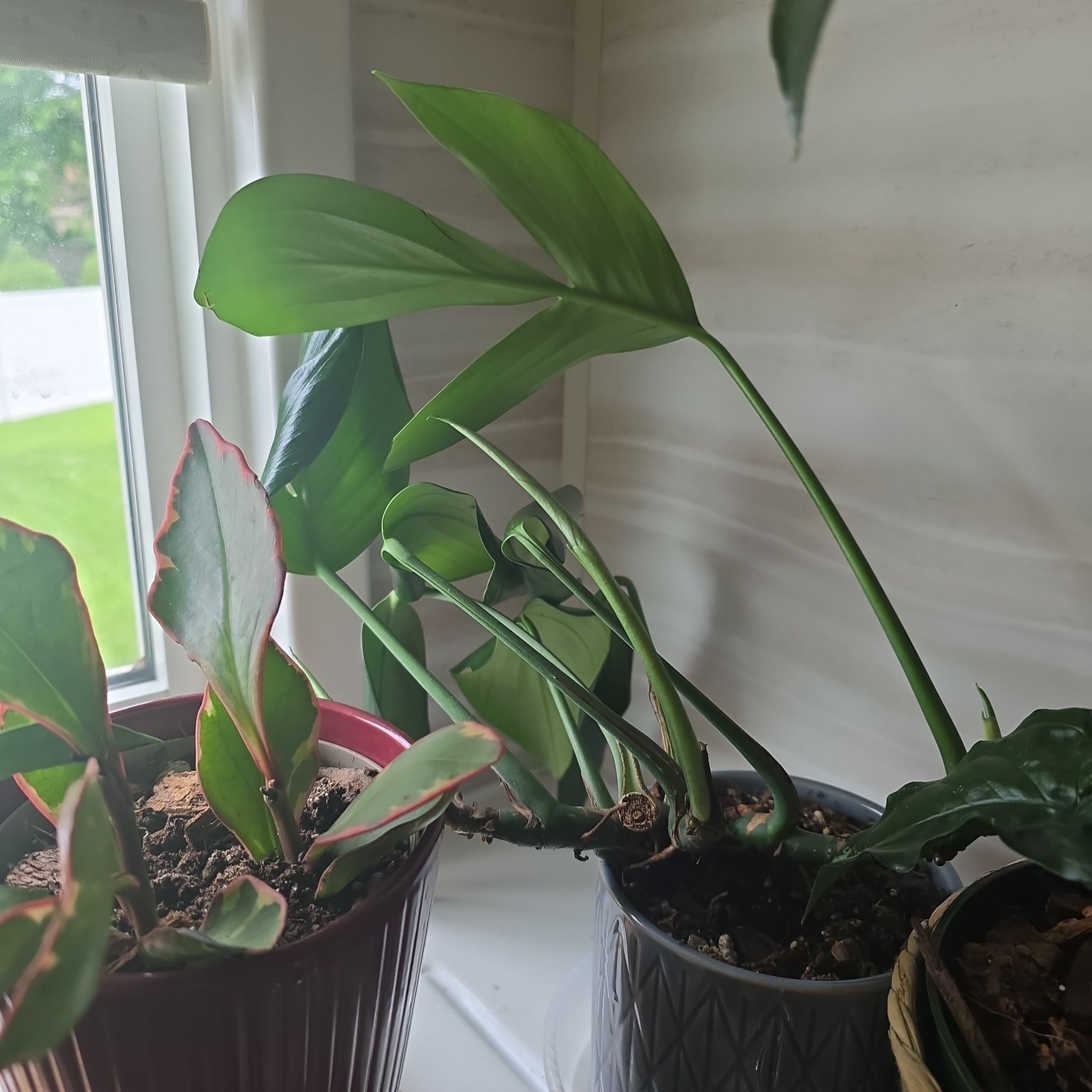 Tiamat II