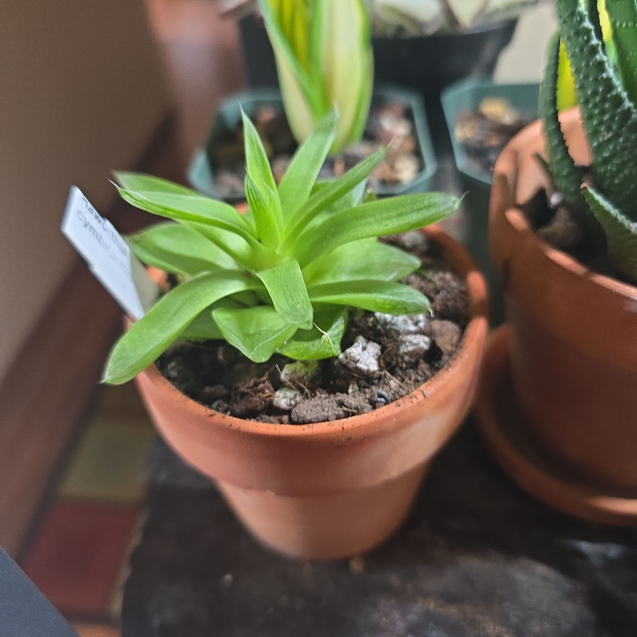 Photo of the plant species Haworthia cymbiformis var. cymbiformis by @wolfqueen named Quazar on Greg, the plant care app