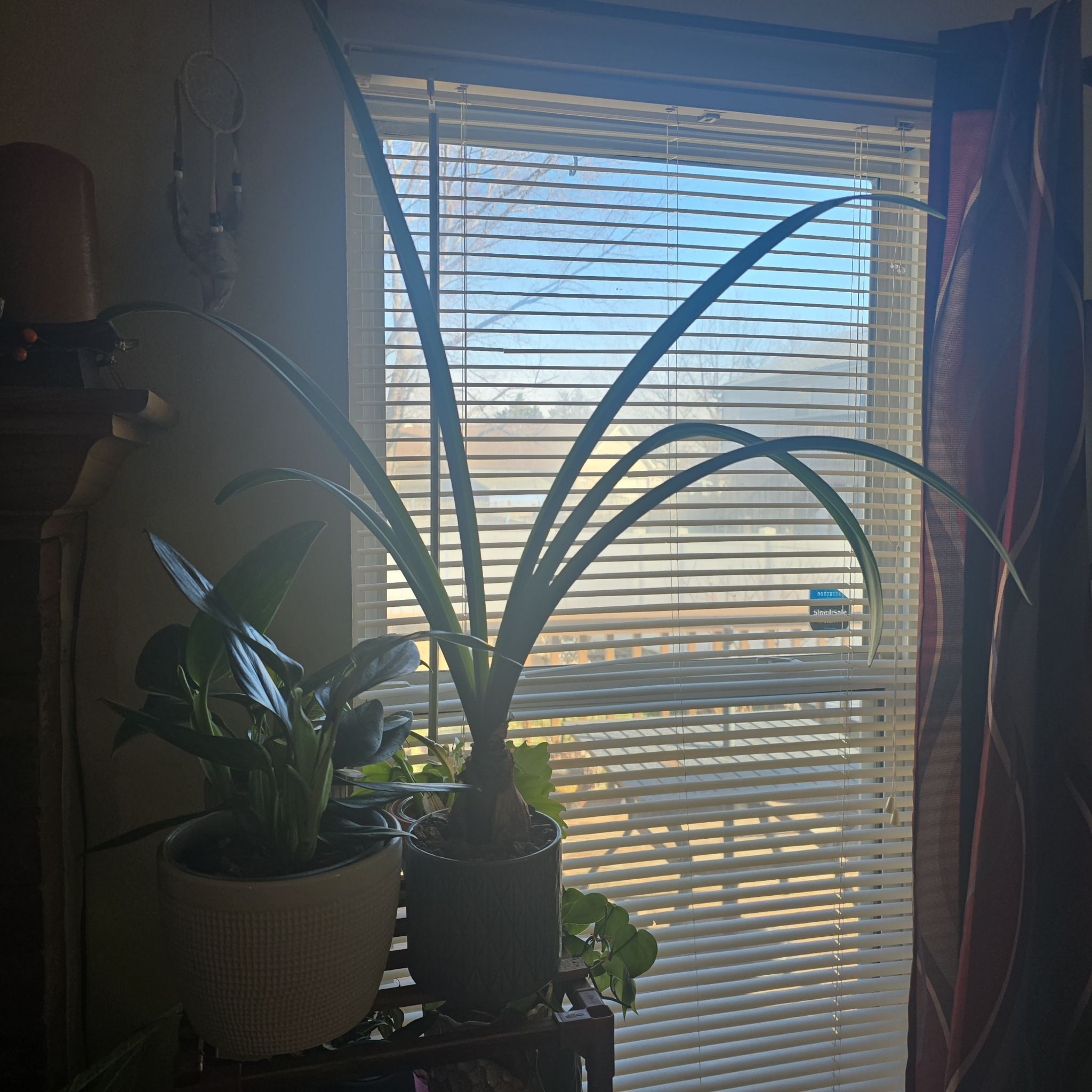 Photo of the plant species Amaryllis by @wolfqueen named Myra on Greg, the plant care app