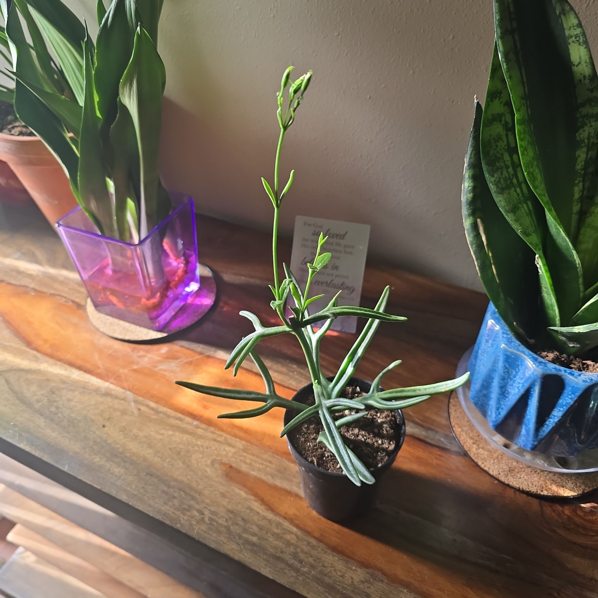 Photo of the plant species Christmas Tree Plant by @wolfqueen named Shiten on Greg, the plant care app