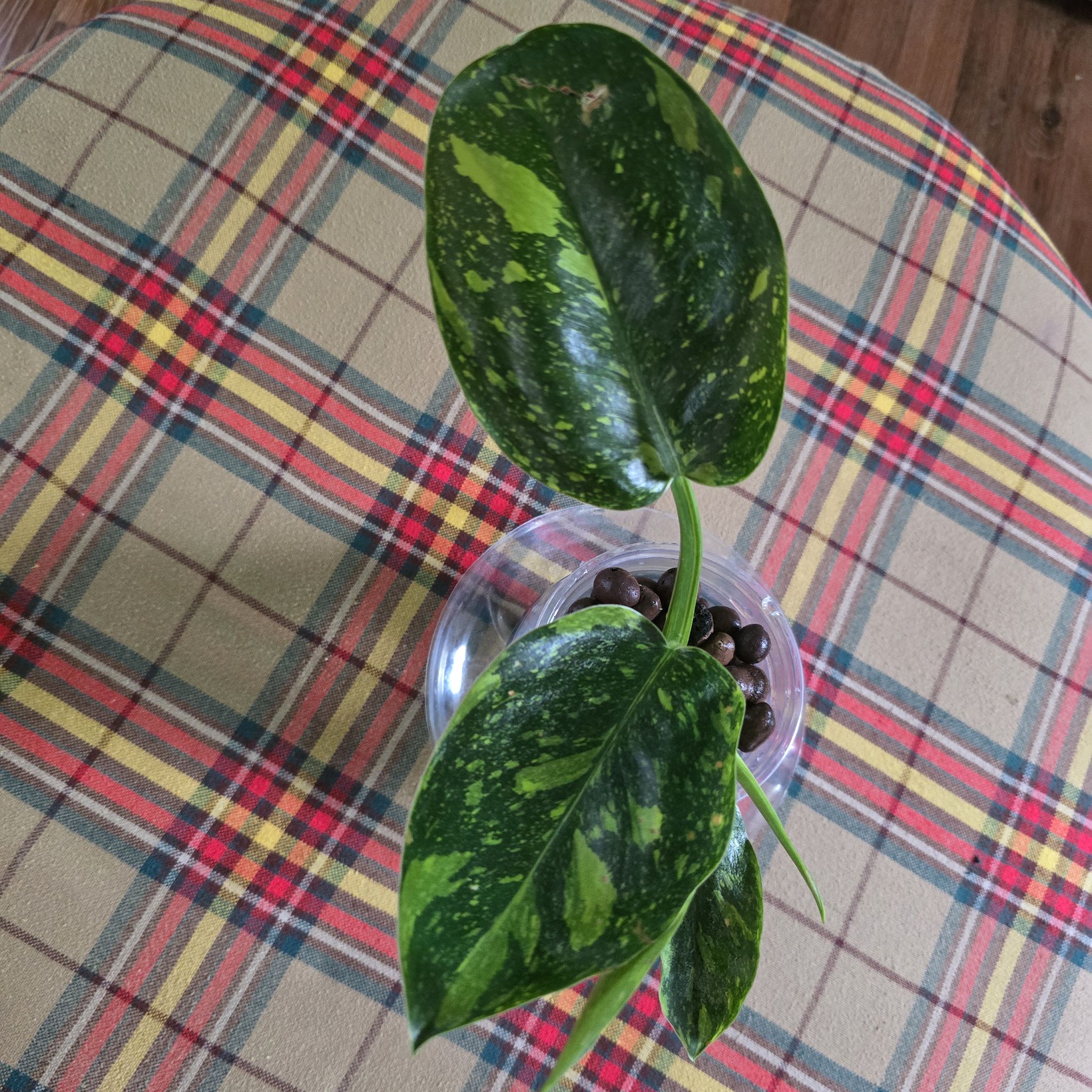 Photo of the plant species Philo Green Congo Nuclear by @wolfqueen named Calliope on Greg, the plant care app