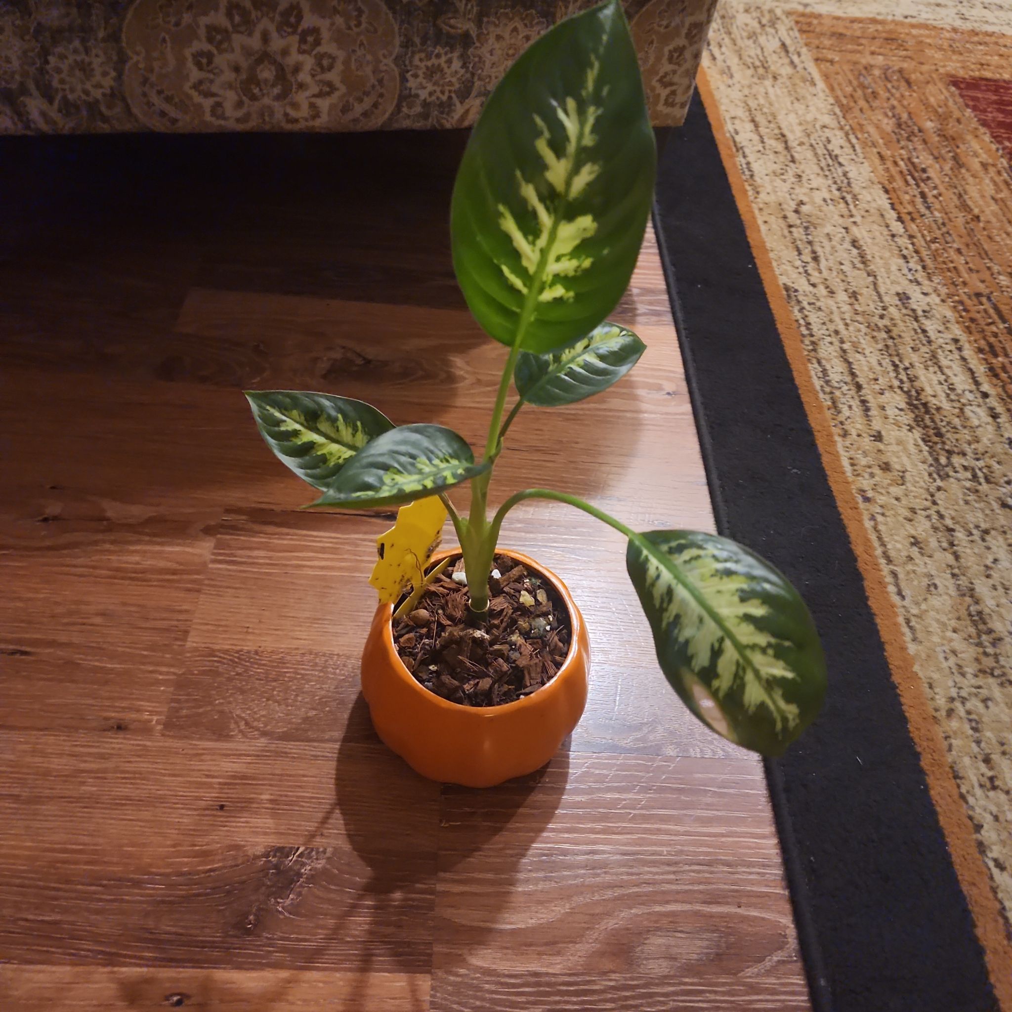 Potted Dumbcane Tropic Snow plant with green and white variegated leaves, one leaf yellowing.
