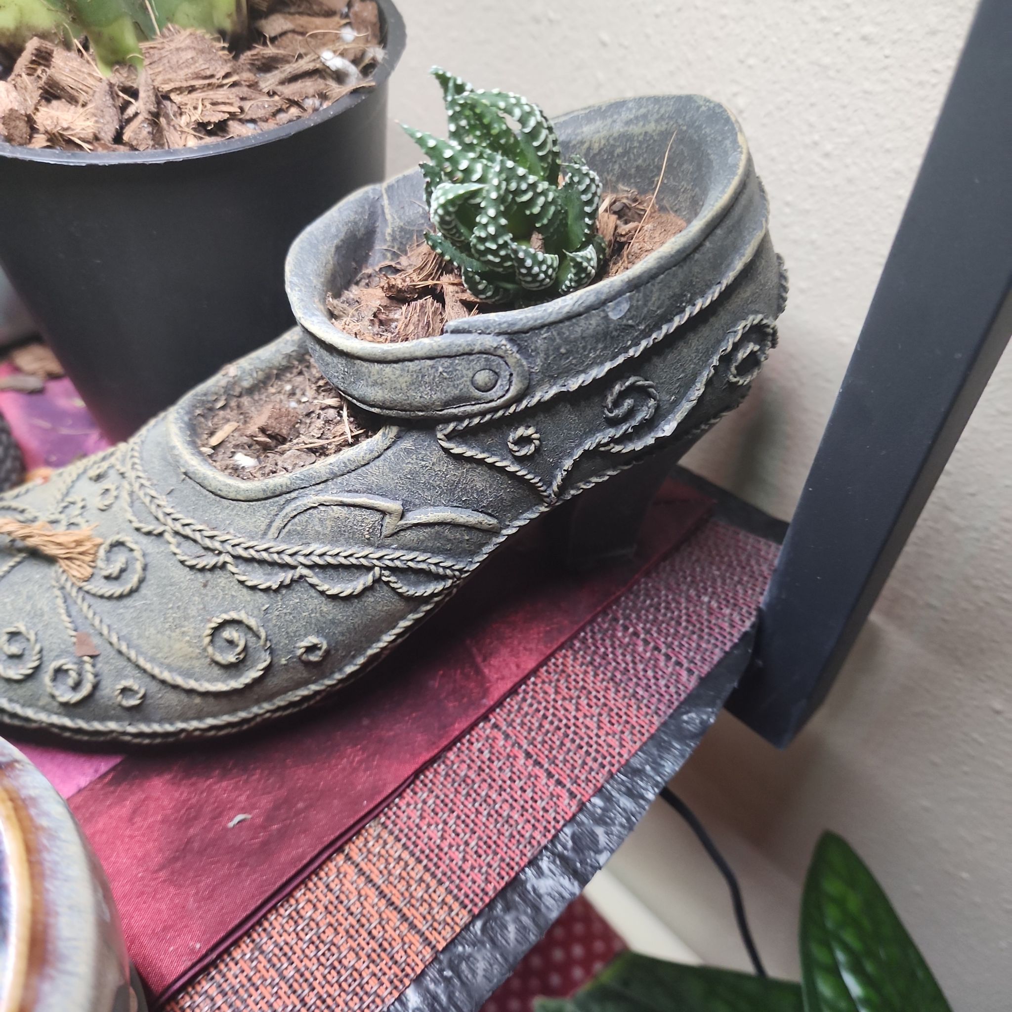 Haworthia Alba plant in a decorative shoe-shaped container with visible soil.