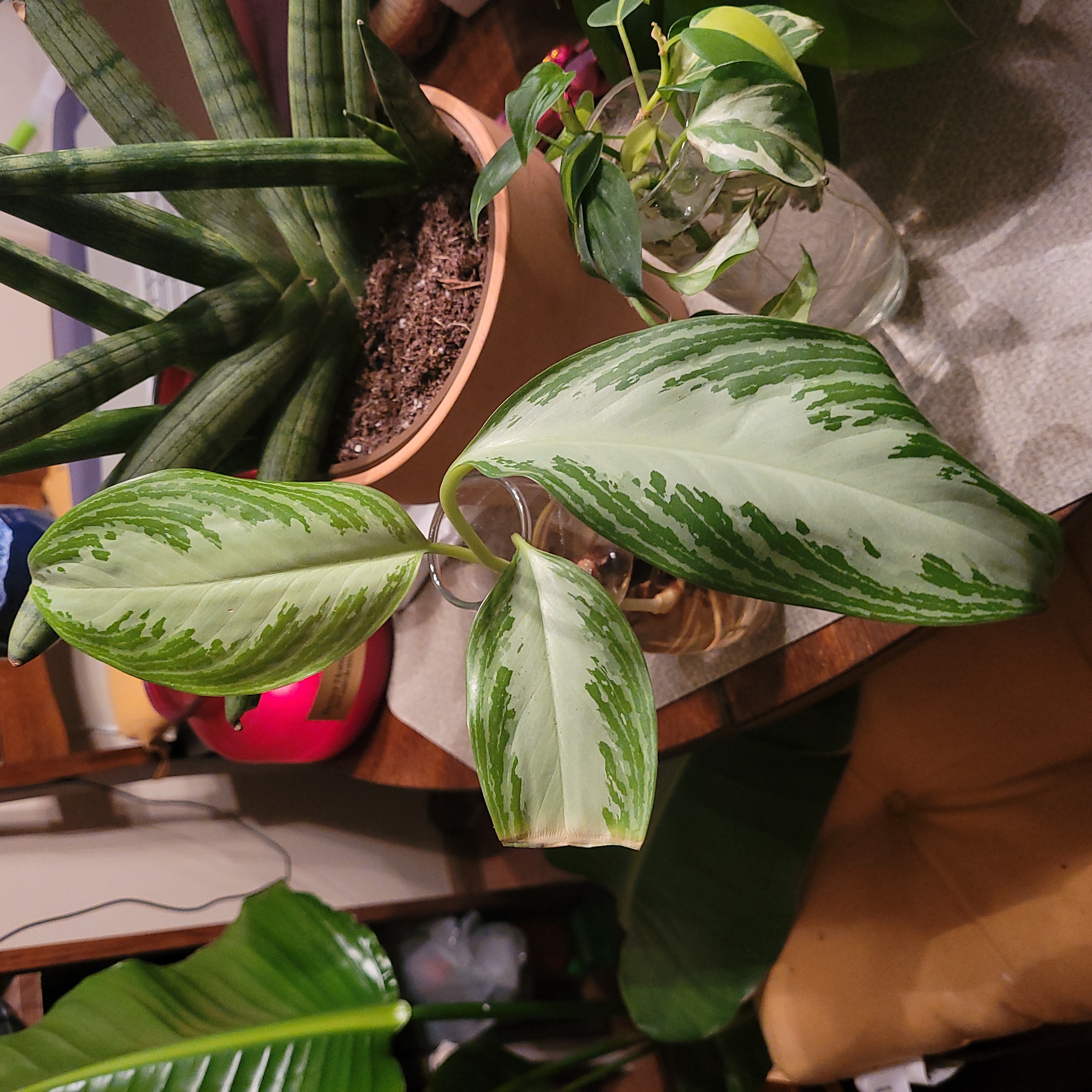 Aglaonema 'Silver Bay' plant with variegated leaves, soil visible, well-framed and in focus.