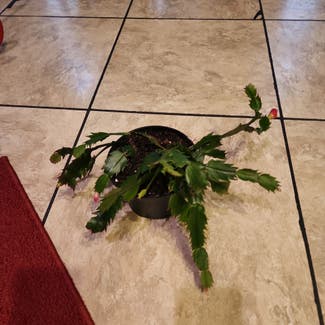 False Christmas Cactus plant in O'Fallon, Illinois