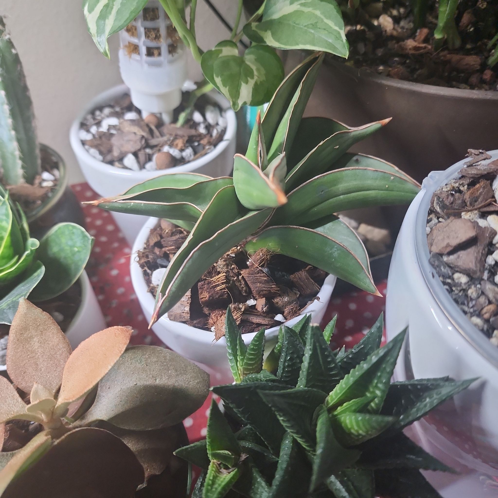 Samurai Dwarf Snake Plant in a white pot surrounded by other potted plants.