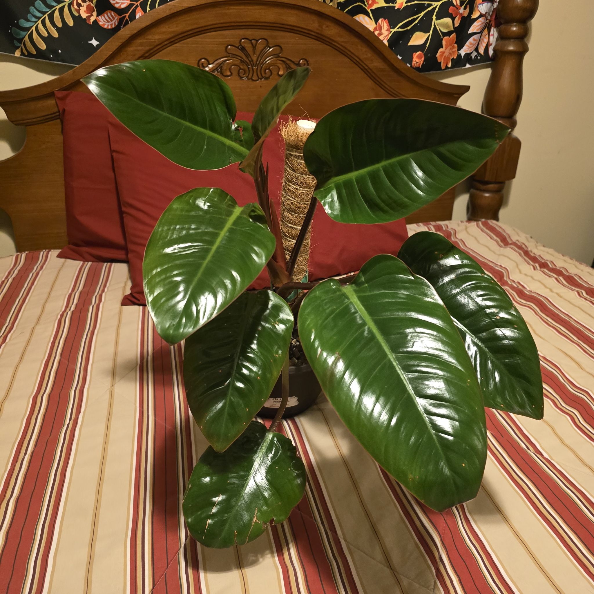 Philodendron 'Congo' plant with large, glossy green leaves in an indoor setting.