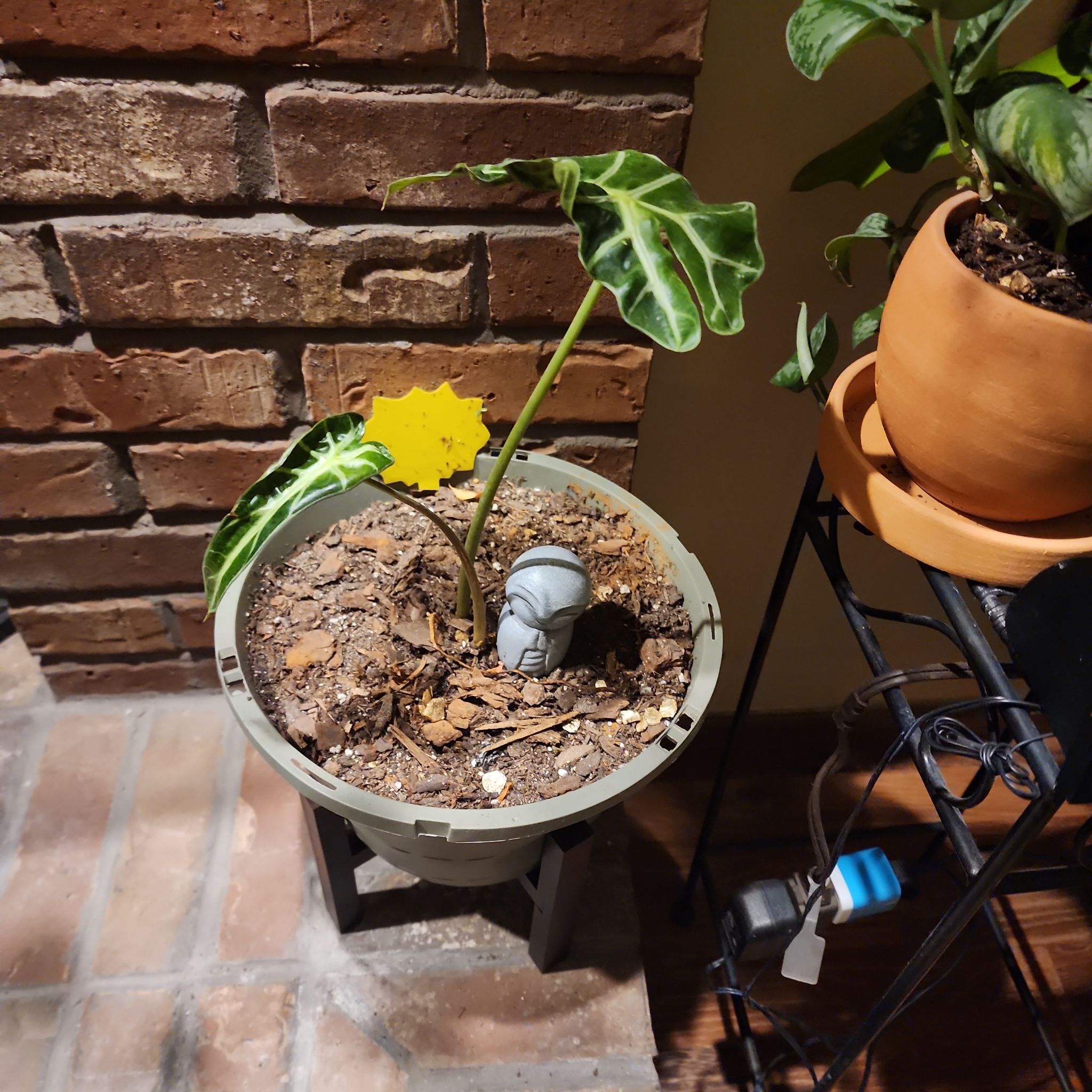 Alocasia Amazonica 'Polly' plant in a pot with visible soil and a yellowing leaf.