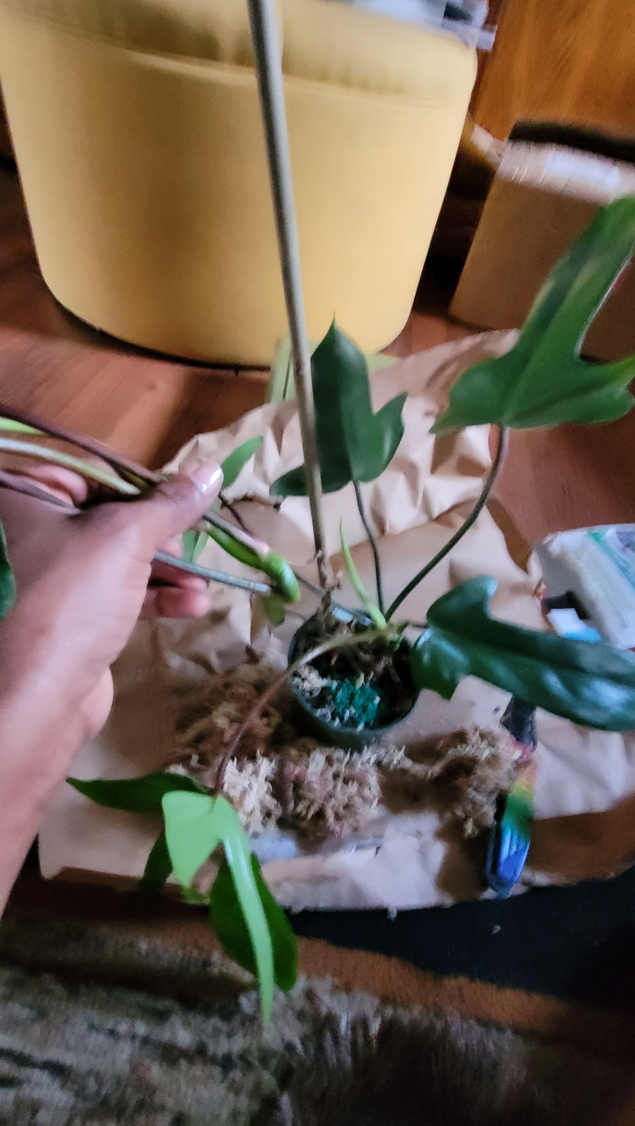 Photo from the post