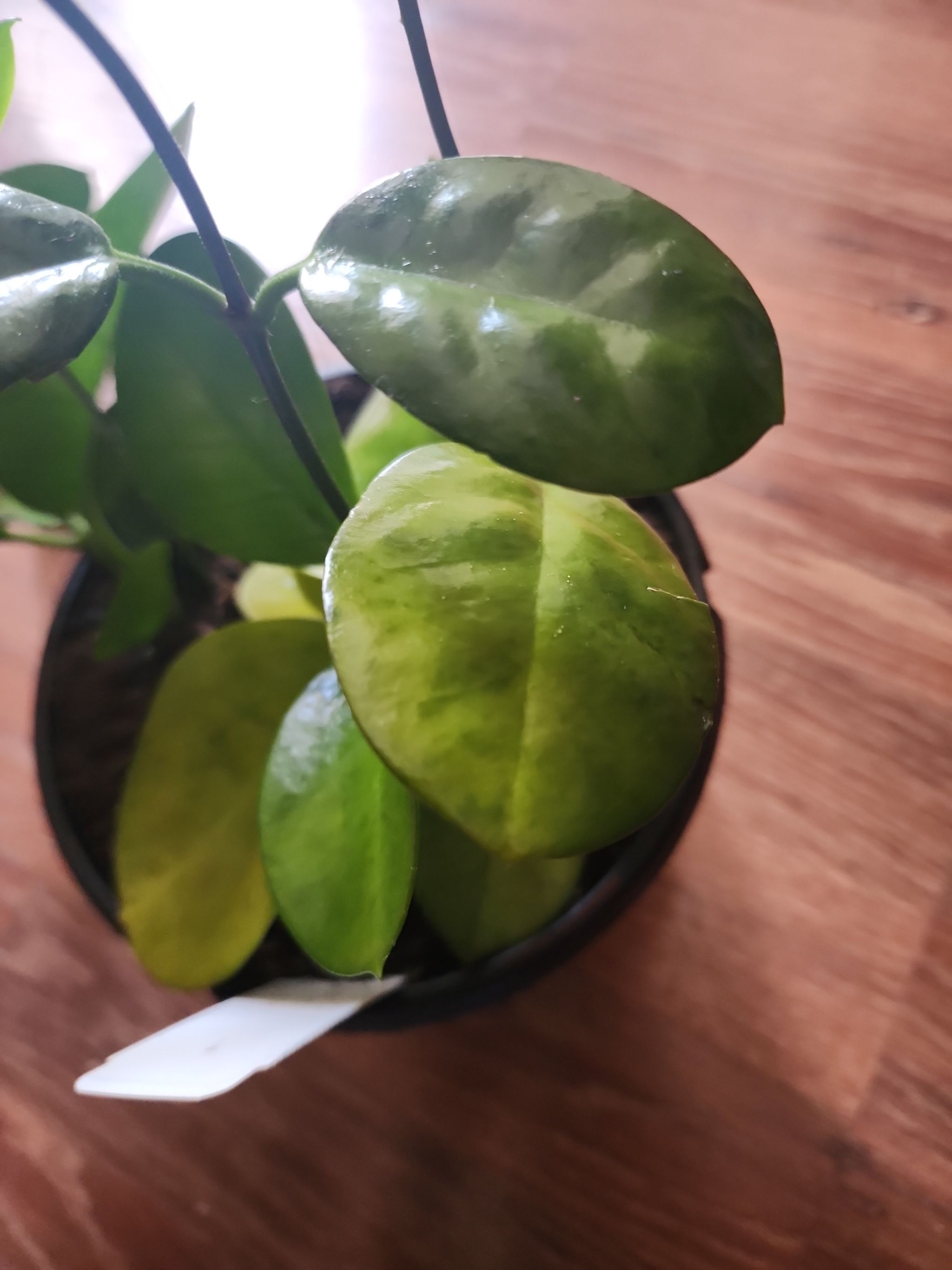 Photo from the post