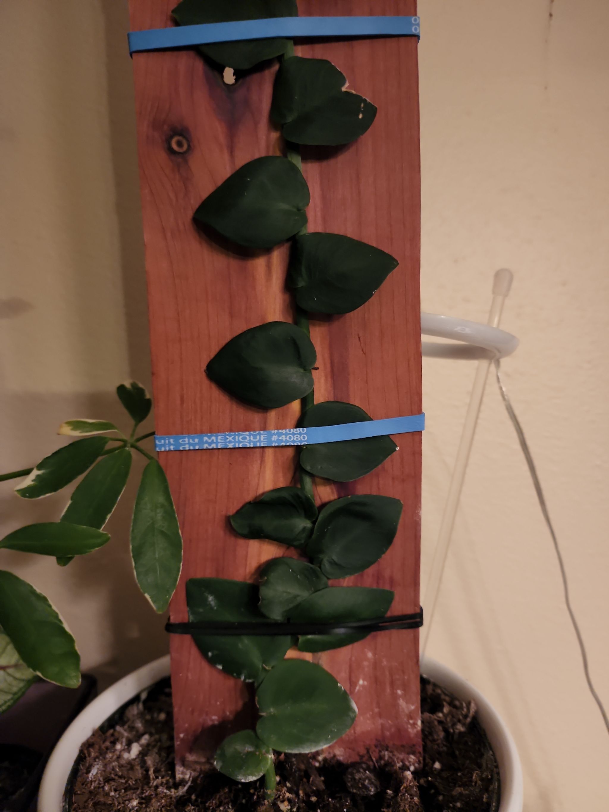 Photo from the post