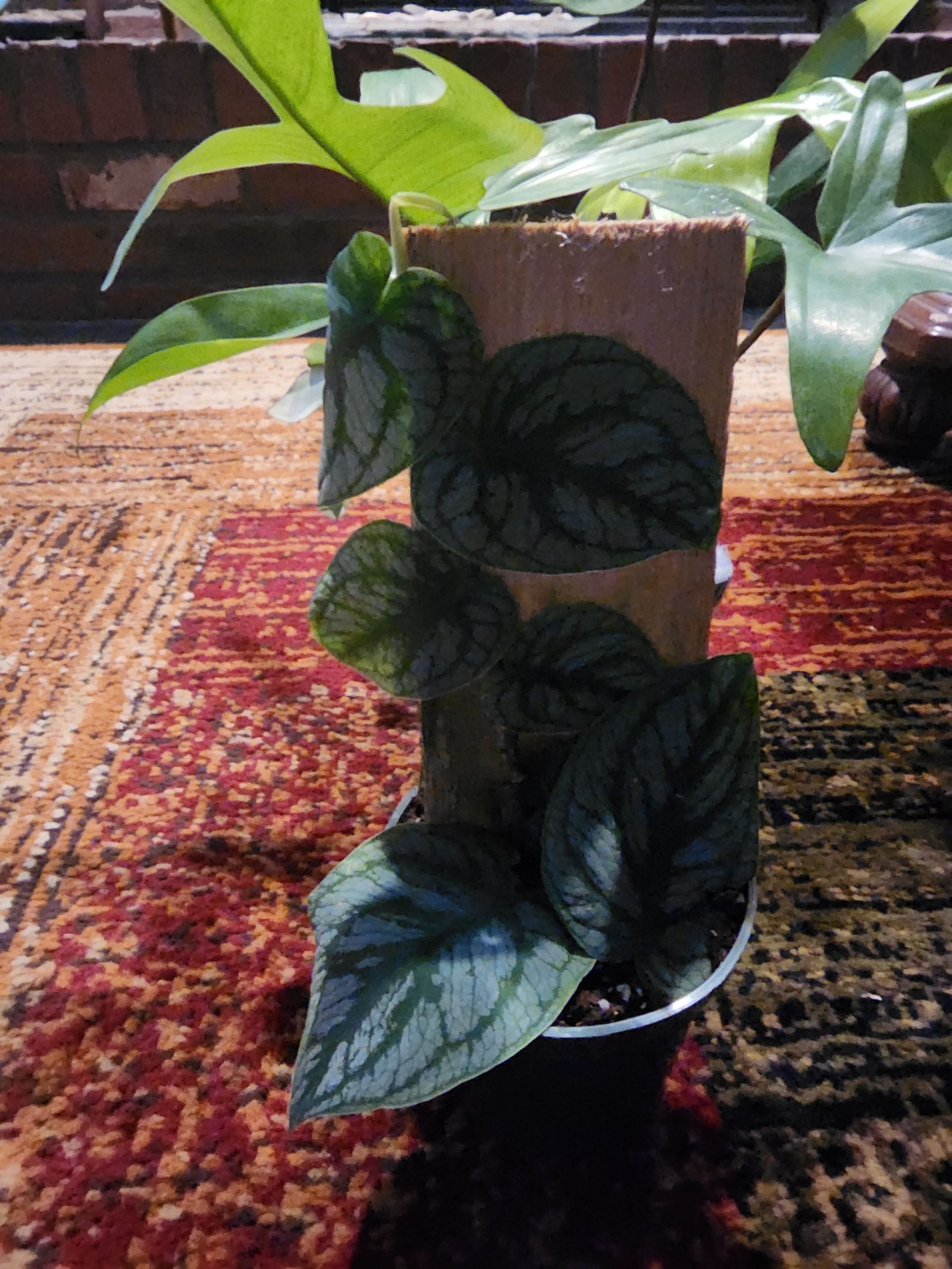 Photo from the post