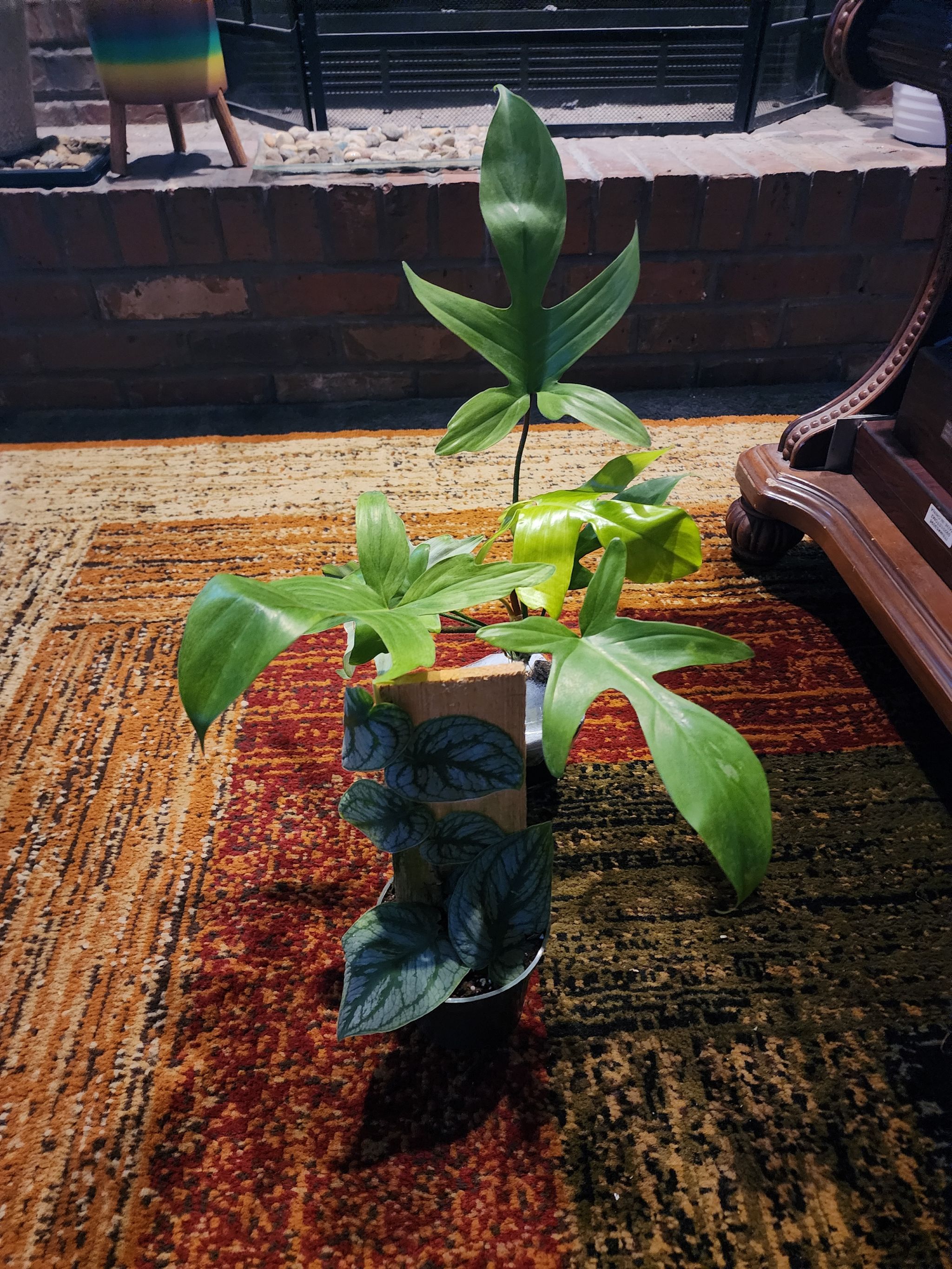 Photo from the post