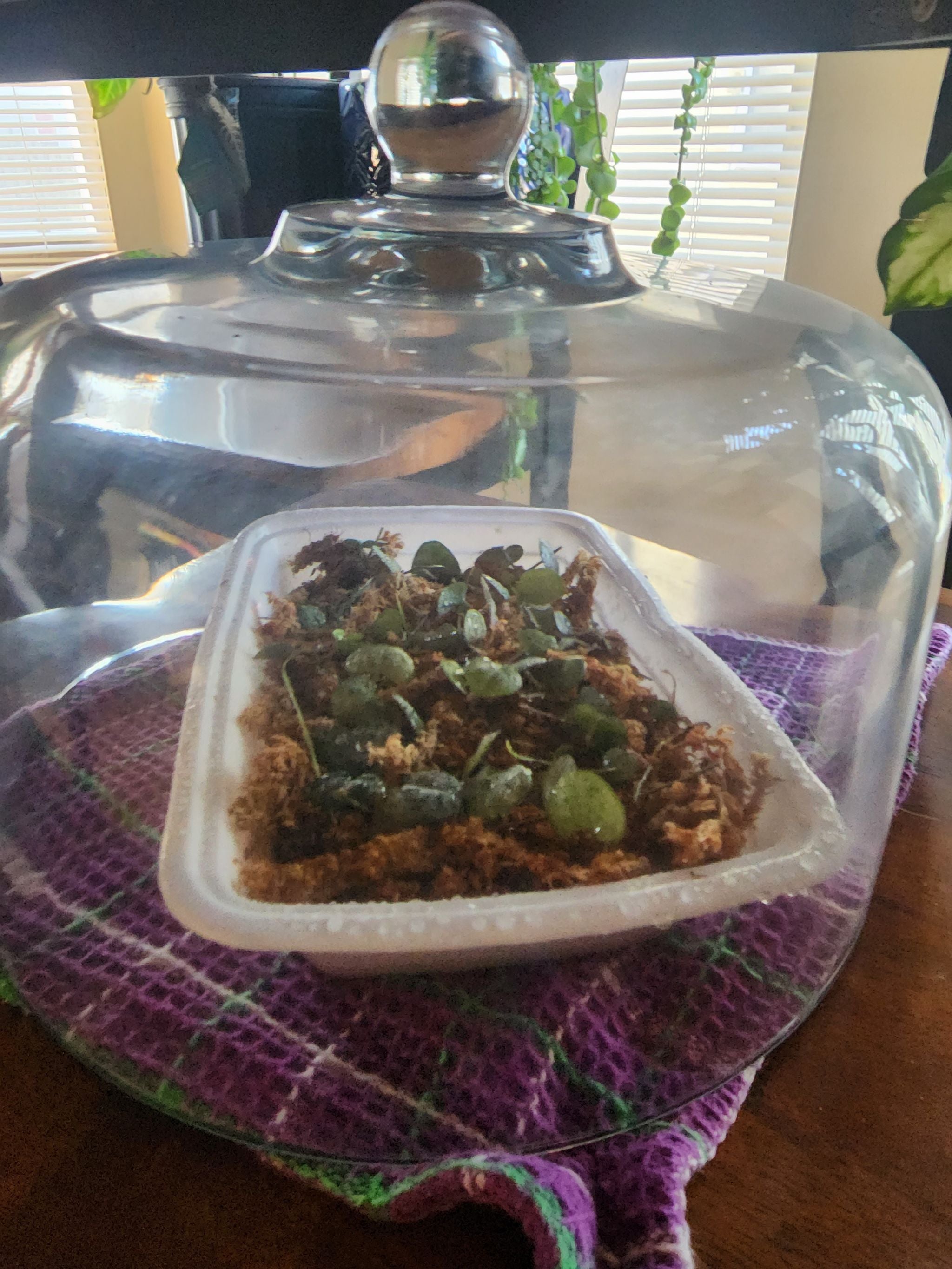 String of hearts propagation woes with moss?