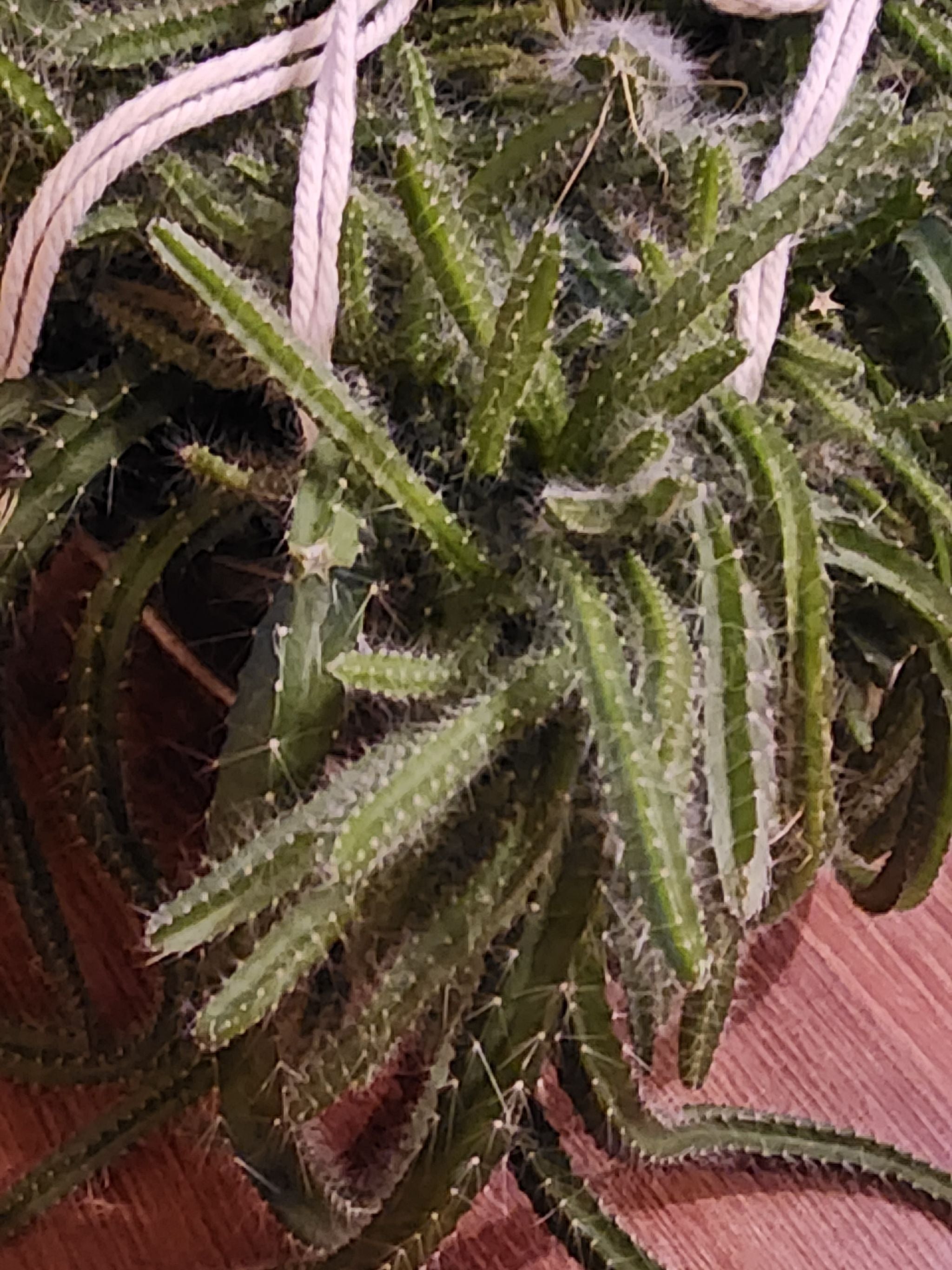 Dog Tail Cactus Care 101 Water, Light & Growing Tips