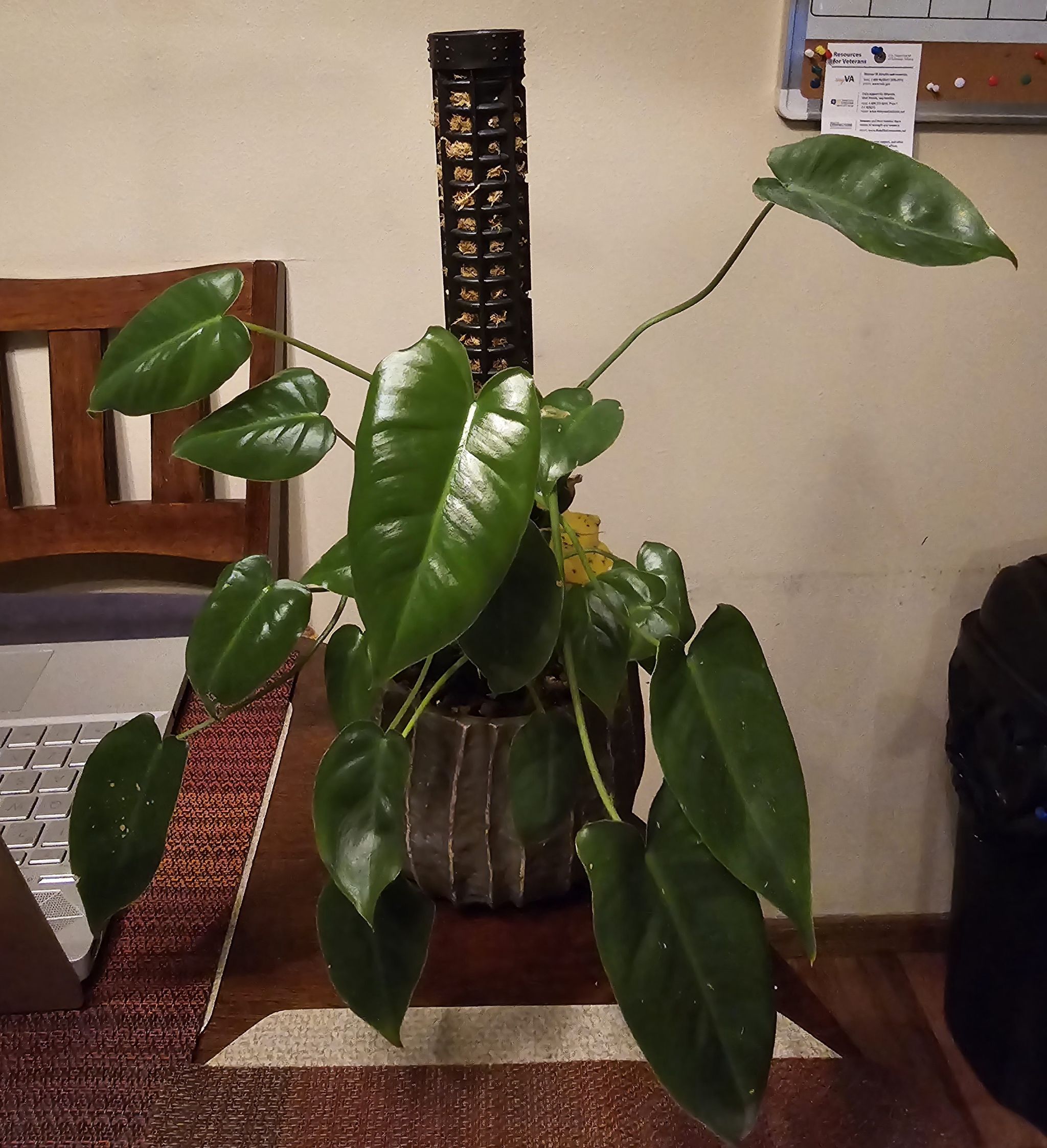 Photo from the post