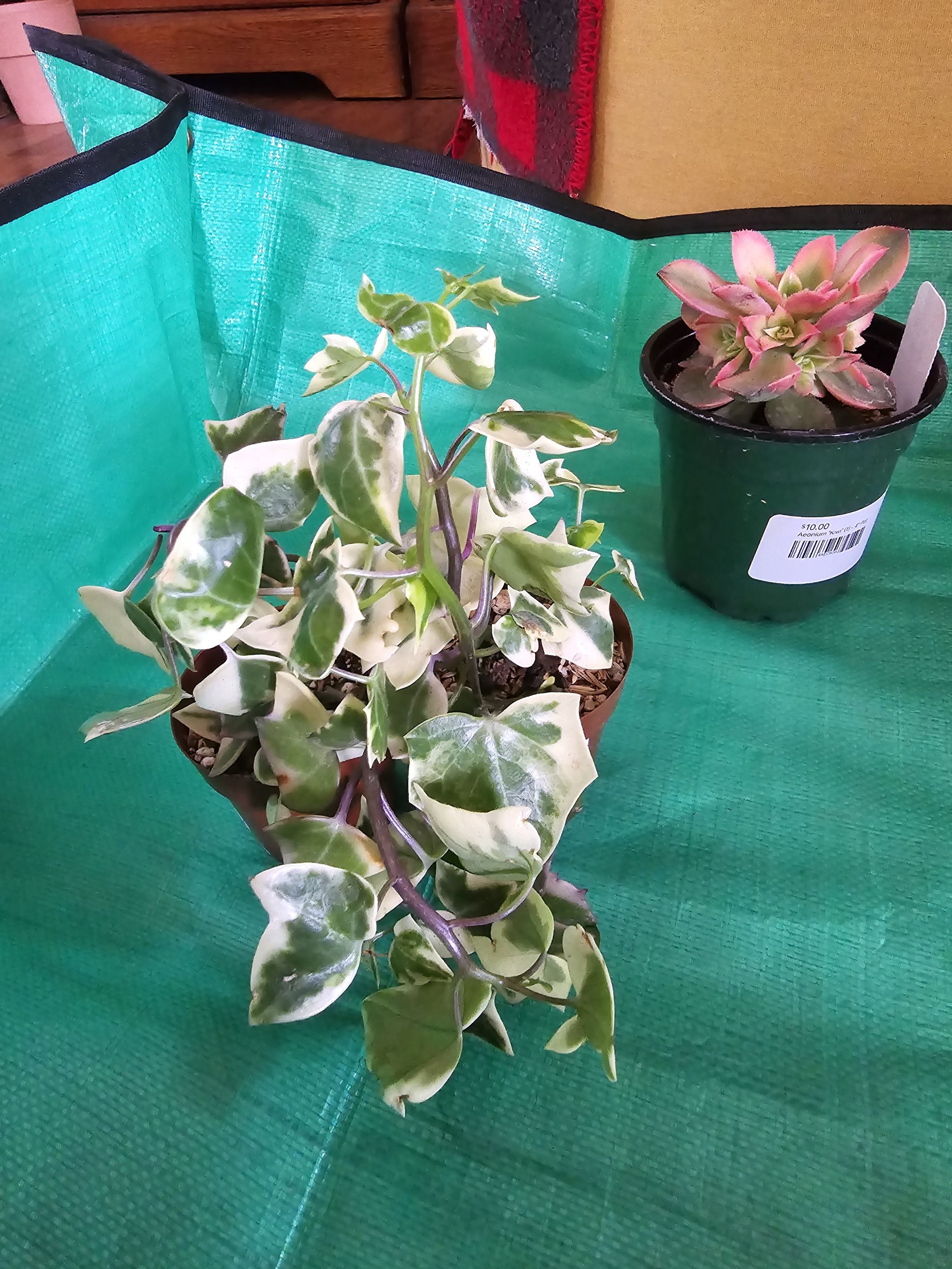 Variegated Wax Ivy plant with variegated leaves in a pot, another plant in the background.