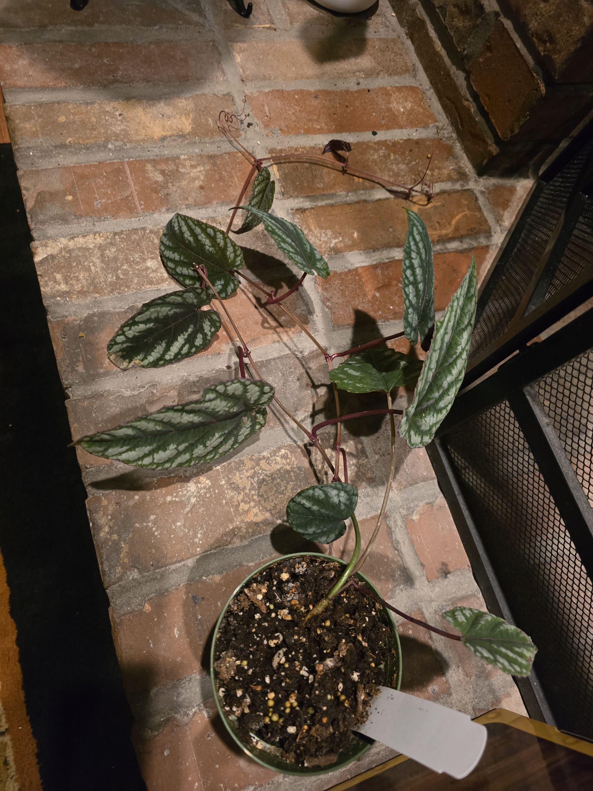 Photo from the post