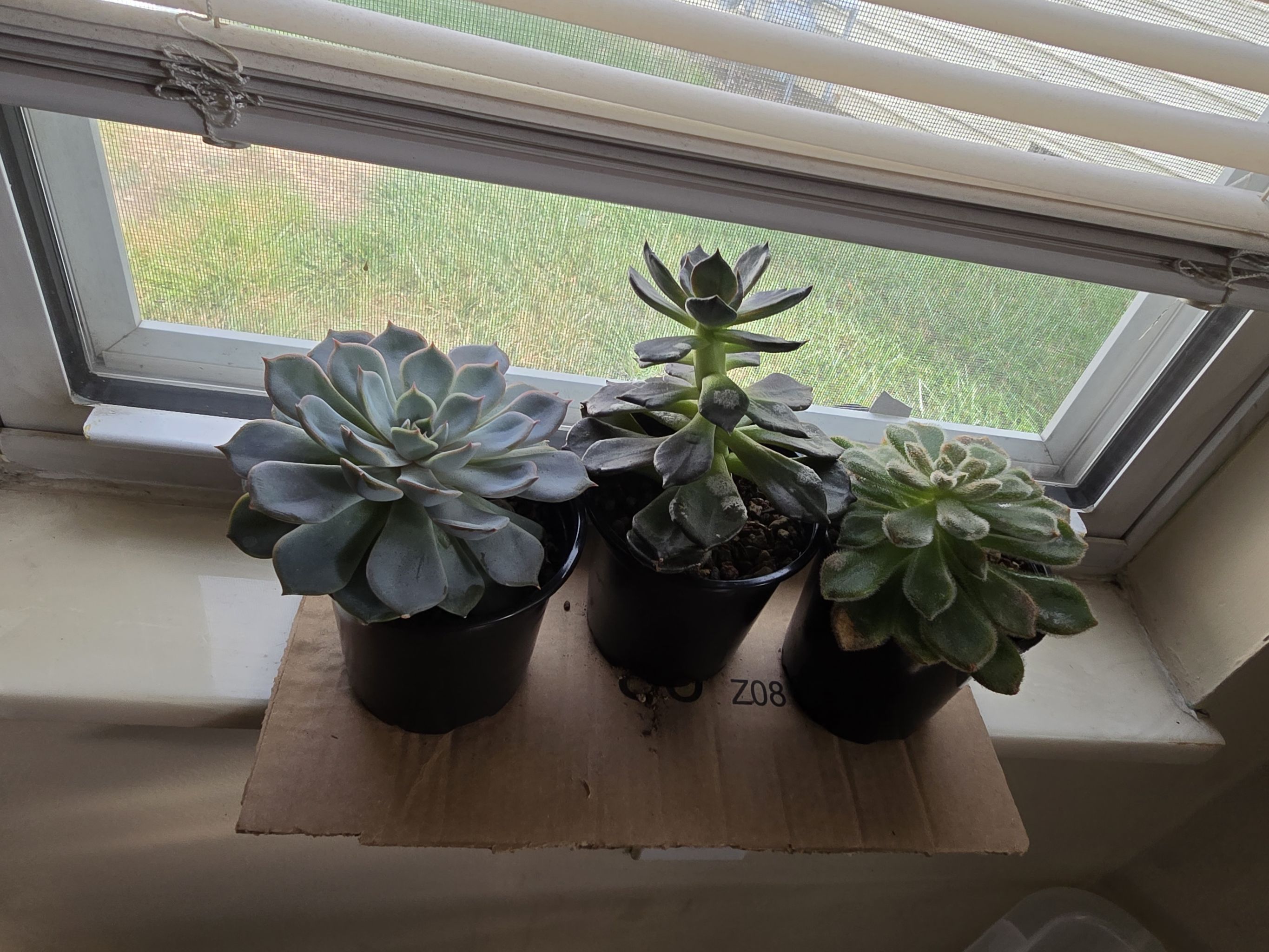 Photo from the post