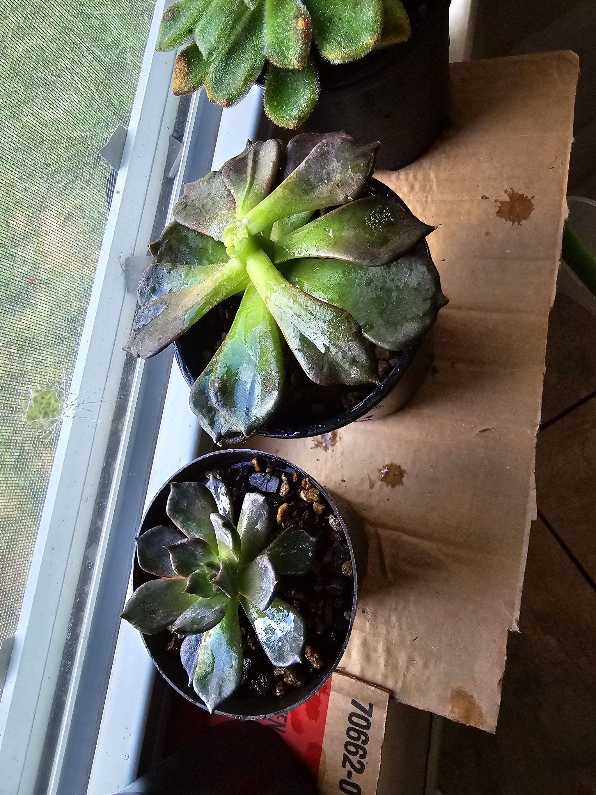 Photo from the post