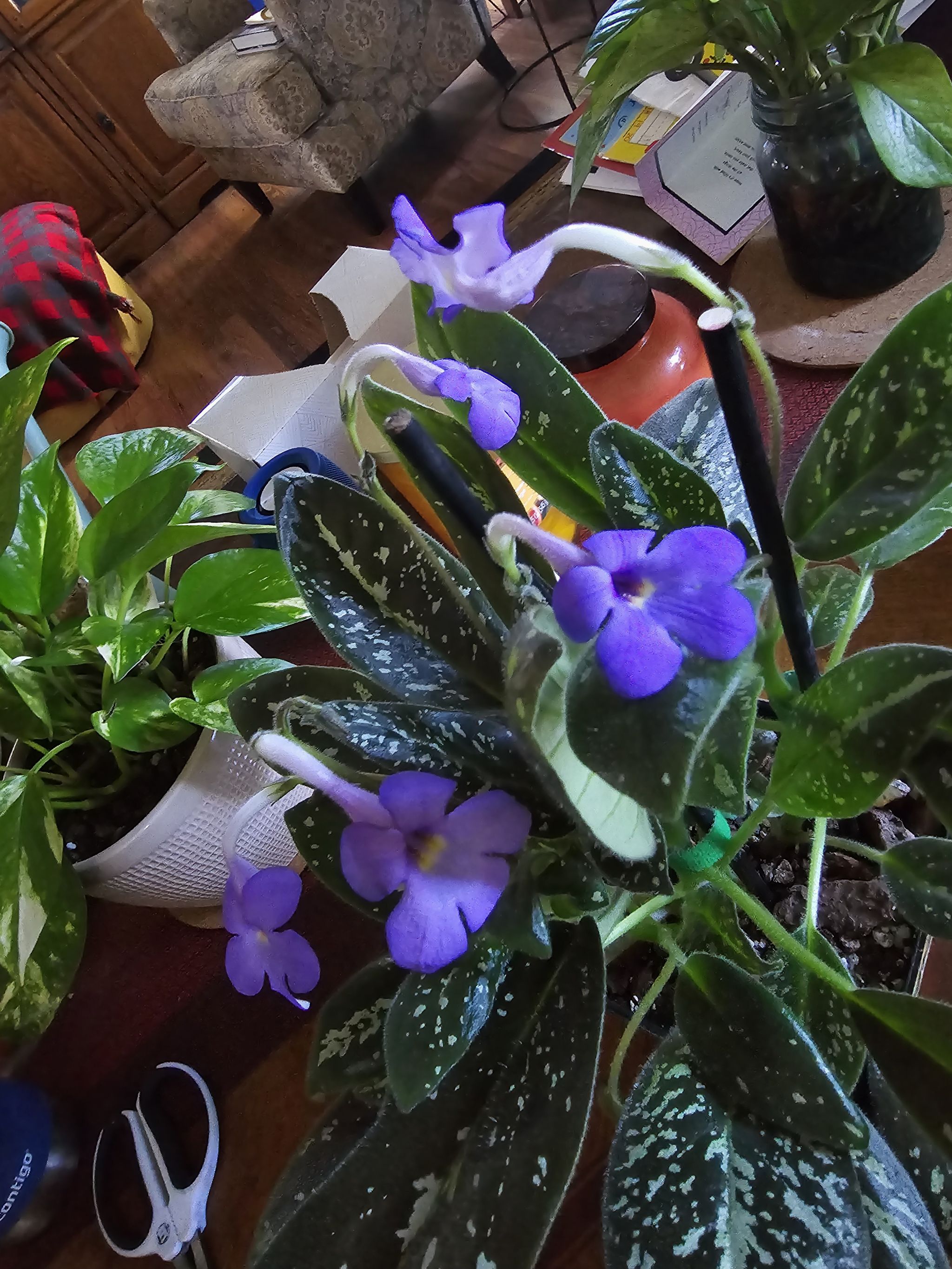 Photo from the post