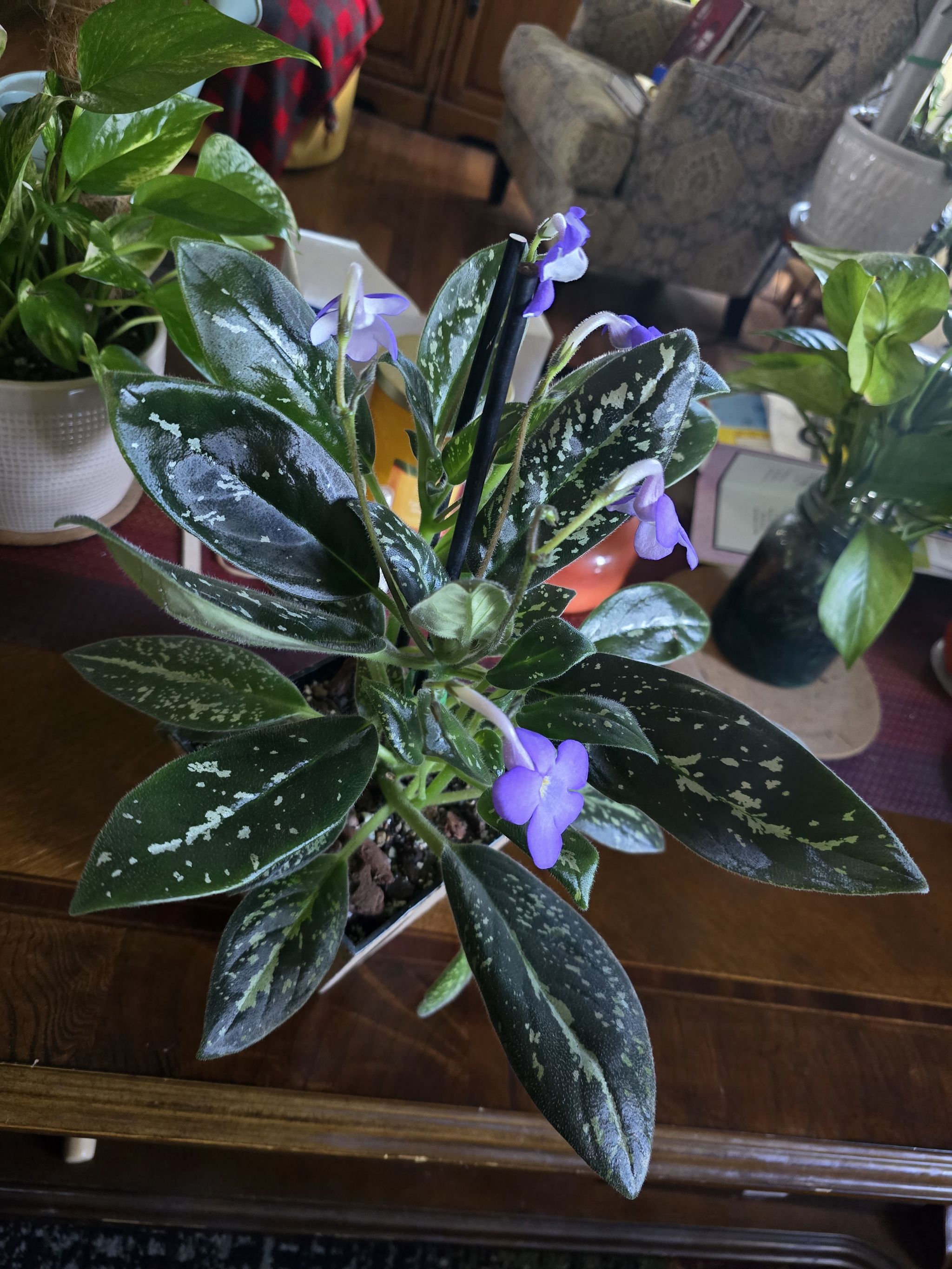 Photo from the post