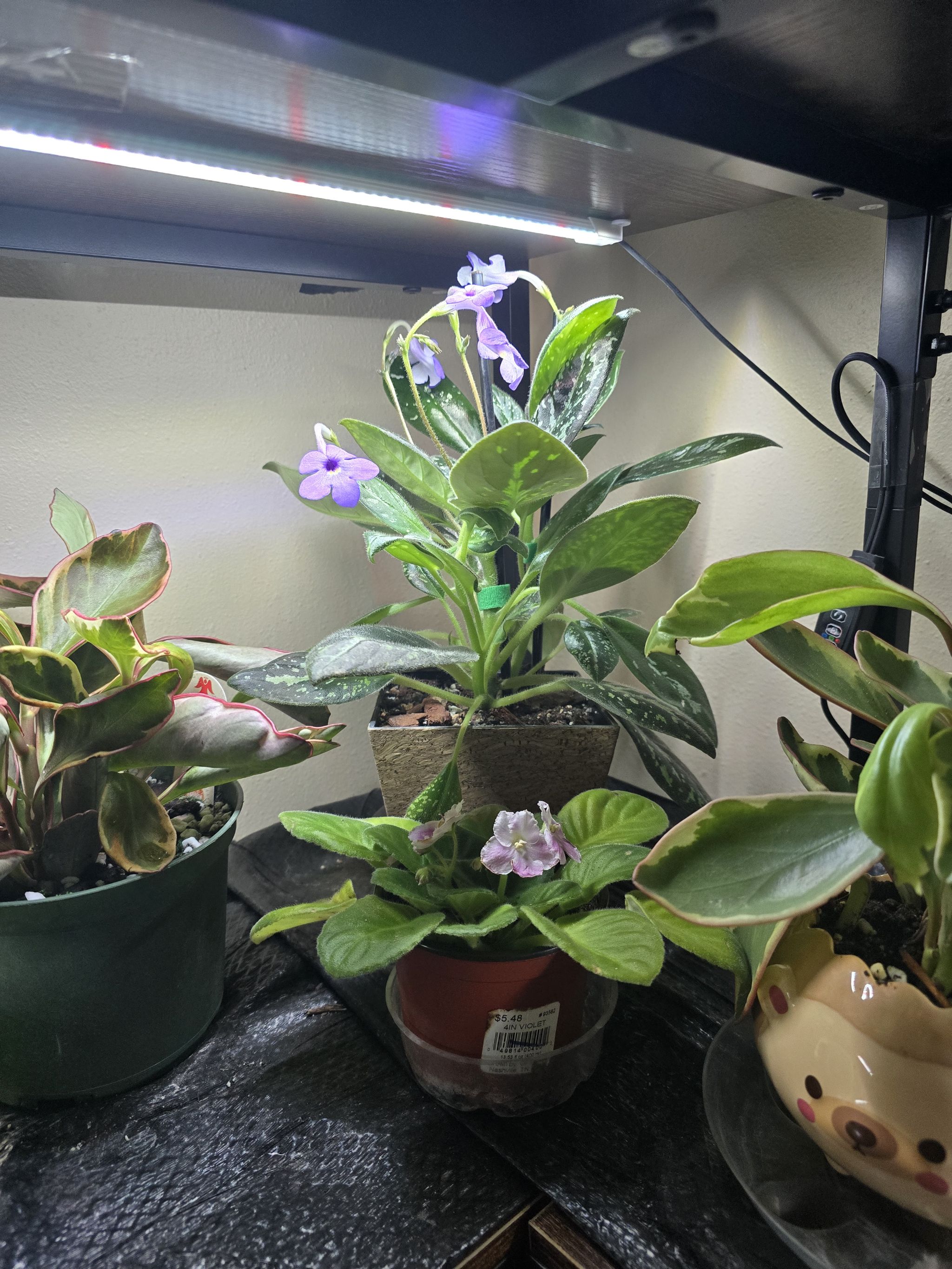 Photo from the post