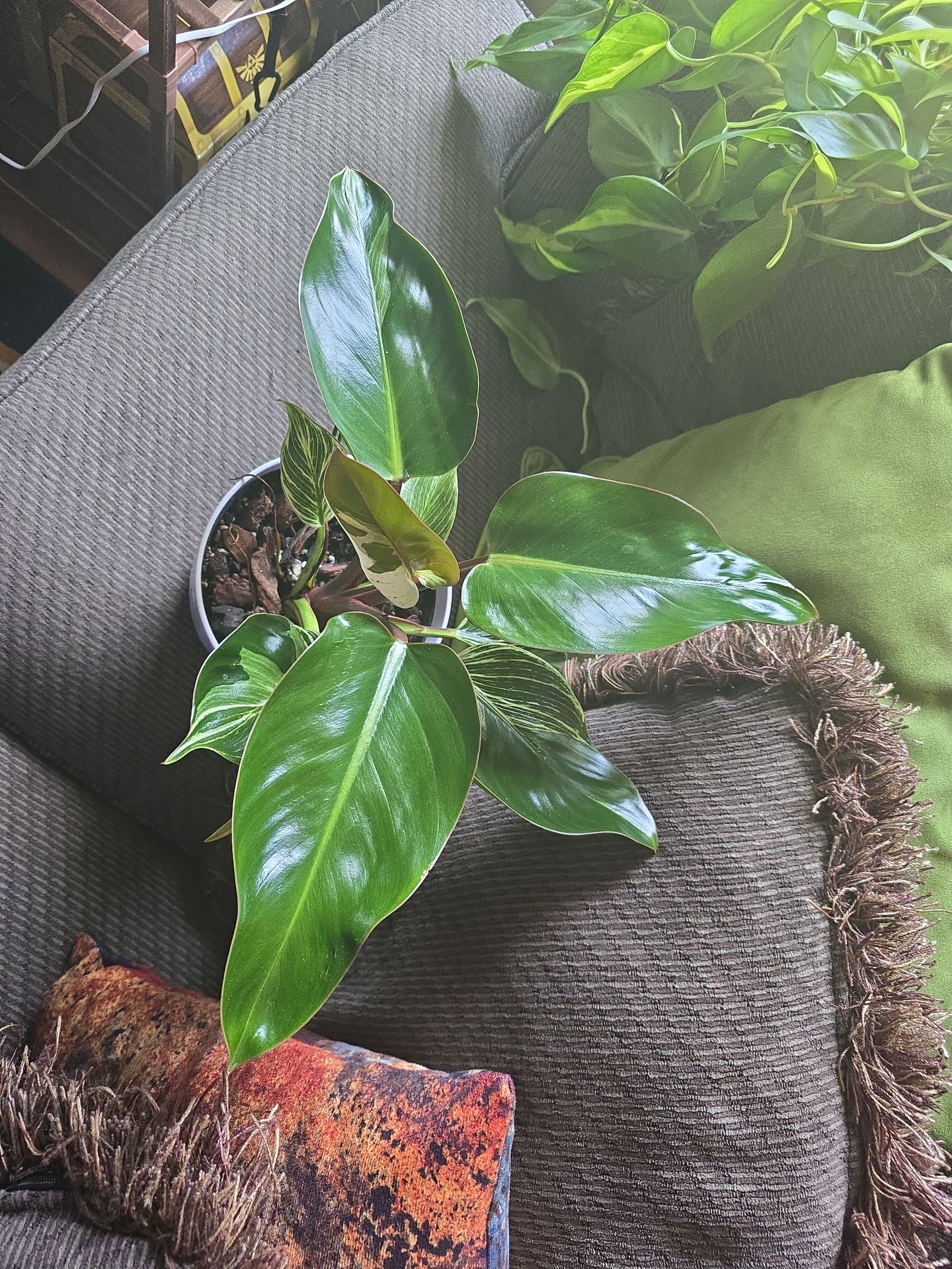 Why Your Philodendron Birkin Buds Won't Open