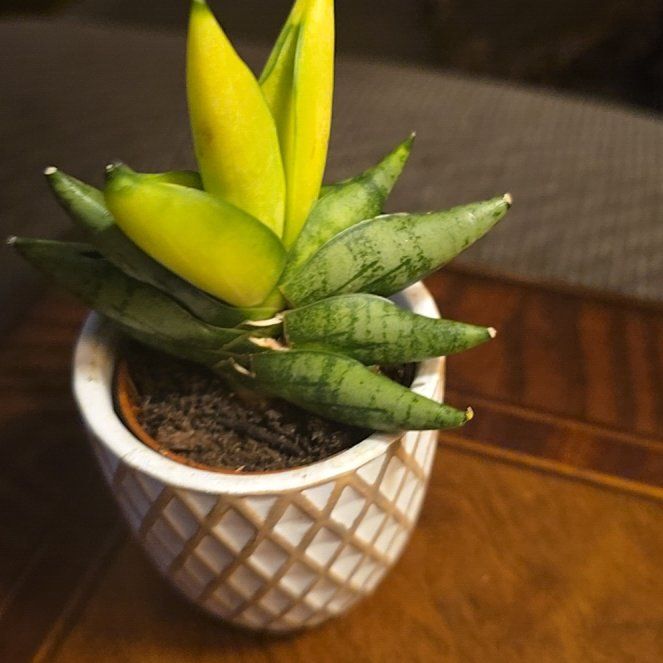 Photo of the plant species Sansevieria ‘Dwarf Boncel’ by @wolfqueen named Nejire on Greg, the plant care app