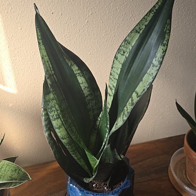 Photo of the plant species Sanseveria 'Whitney' by @wolfqueen named Emerald on Greg, the plant care app