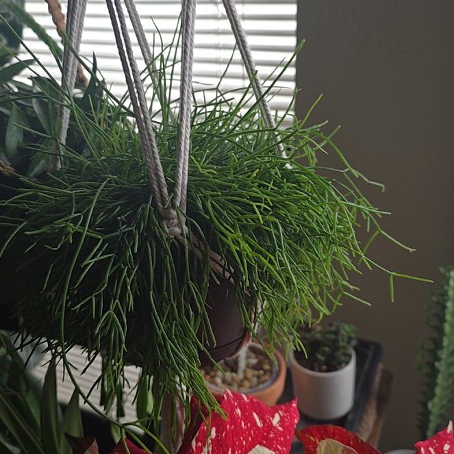 Photo of the plant species Rhipsalis Capilliformis by @wolfqueen named Clotho on Greg, the plant care app