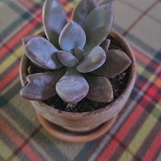 Graptopetalum 'Murasaki' Plant Care: Water, Light, Nutrients