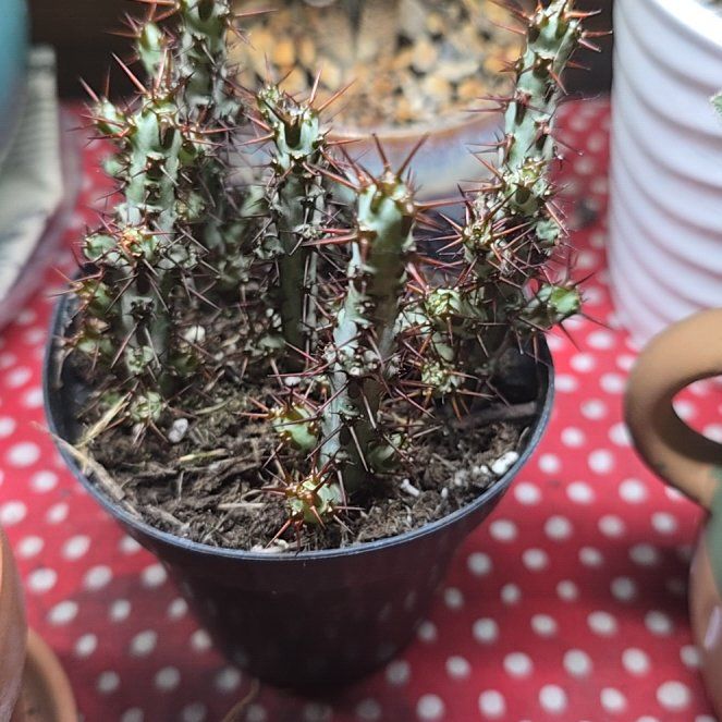 Photo of the plant species Miniature Saguaro by @wolfqueen named Spinderella on Greg, the plant care app