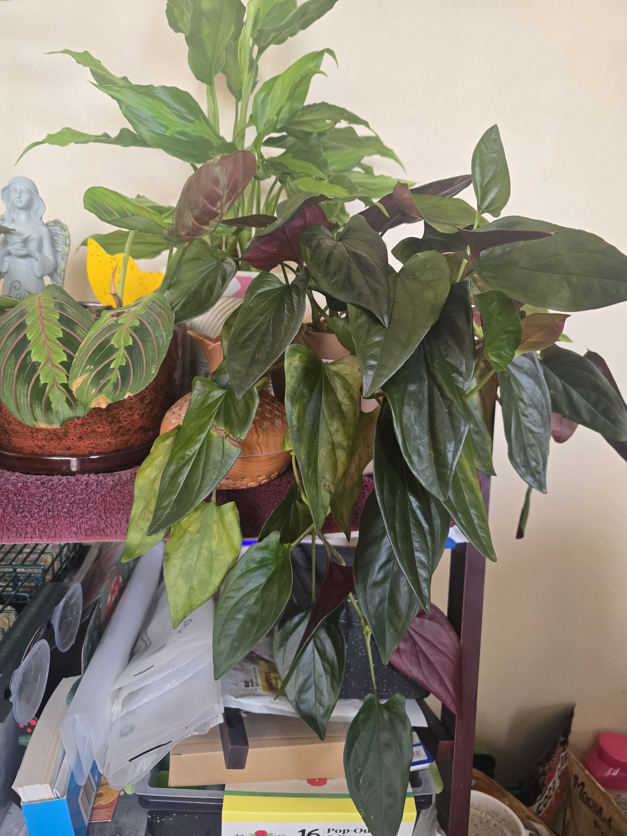 Photo from the post